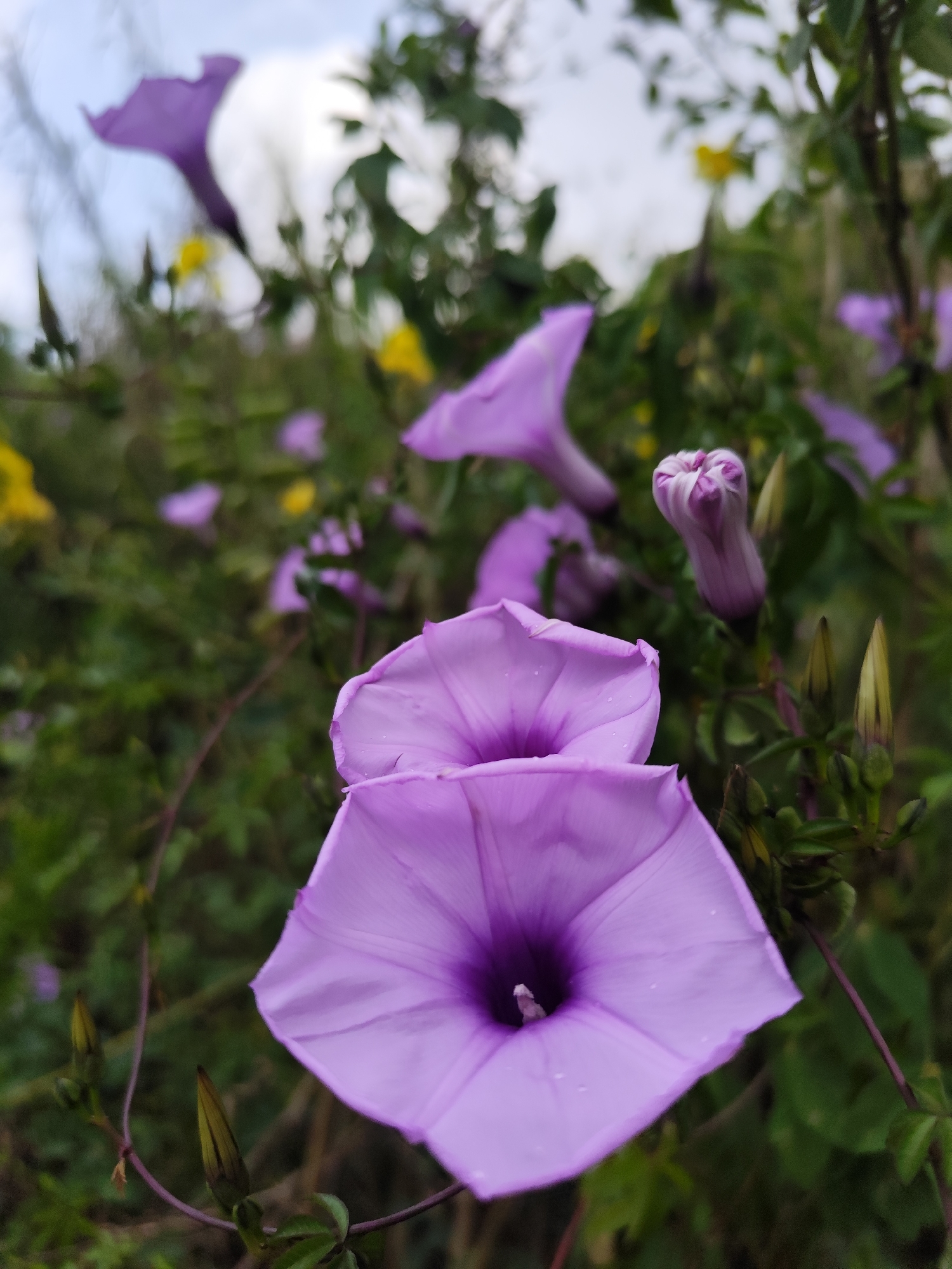 The image shows a close-up of several purple morning glory flowers with green foliage and yellow flowers in the background. There is a partially opened bud present as well. The location, Da Lat, Vietnam is based on common places where Morning Glory flowers are found. The scene depicts a natural setting with flowers in different stages of bloom.