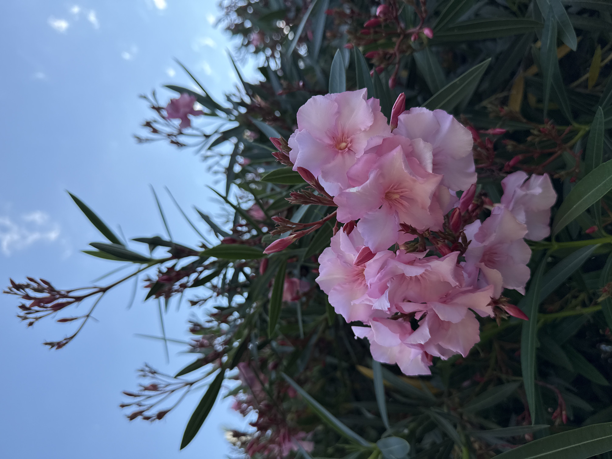 The image shows a close-up of pink oleander flowers in bloom against a bright blue sky with scattered clouds. The flowers are clustered together, with some fully open and others still in bud. The leaves of the oleander plant are a deep green and appear lush. The perspective is from below, looking up at the flowers and sky, suggesting a sunny day. The lighting suggests it is daytime. The scene is natural and tranquil, with the focus on the delicate beauty of the flowers. There is no visible text in the image. The context provided is Sochi, Russia.