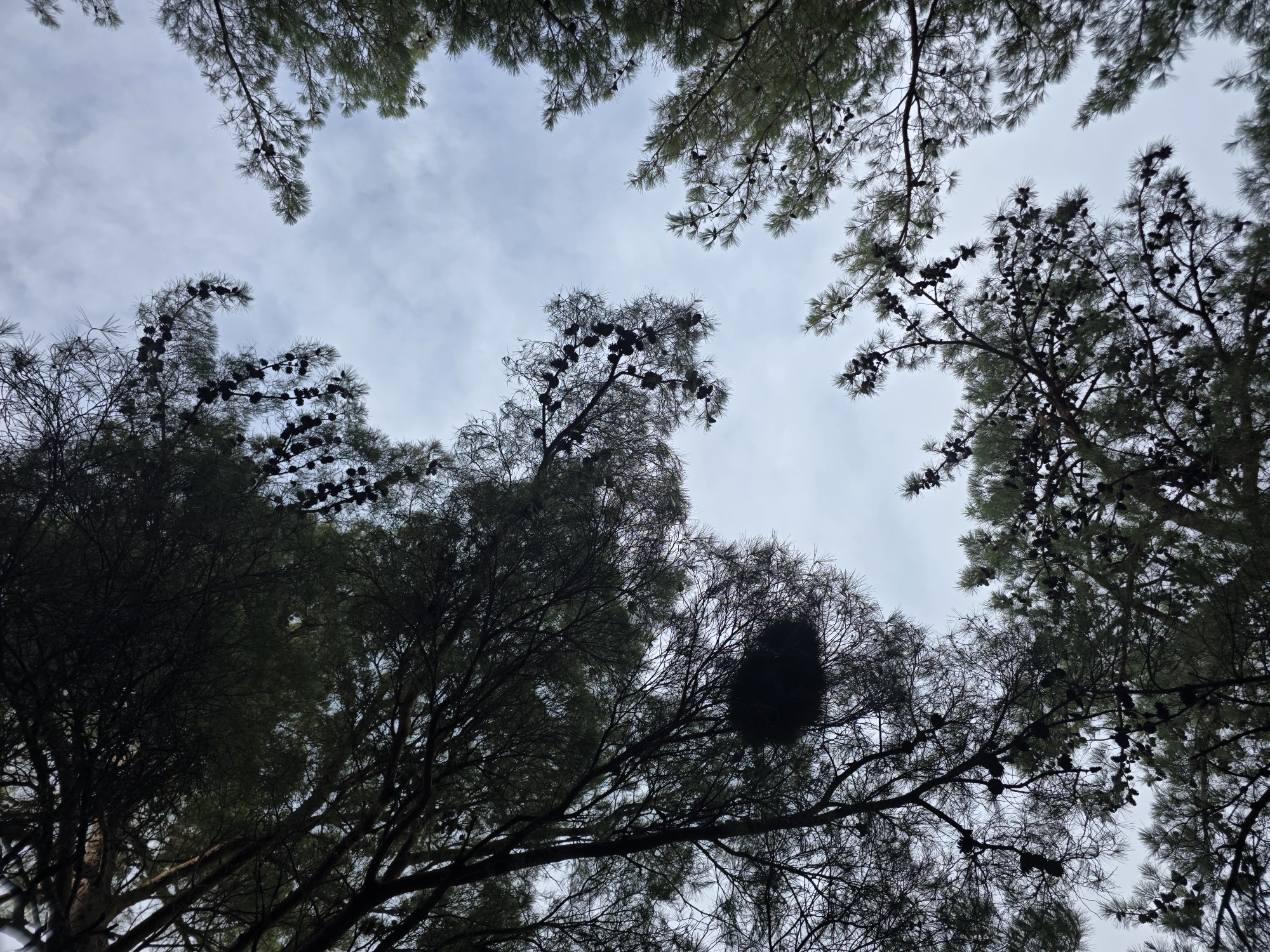 This is a low-angle, full shot of pine trees and their cones against a cloudy sky. The image is taken from below, looking up through the canopy of several pine trees. The foreground is dominated by dark, silhouetted branches and needles, with numerous dark pine cones visible. The sky in the background is overcast, with white and grey clouds creating a diffuse light. The scene appears to be in an outdoor, natural environment, likely a forest or a park. No people are visible in the image. The location is identified as Petrovac na Moru, Montenegro.