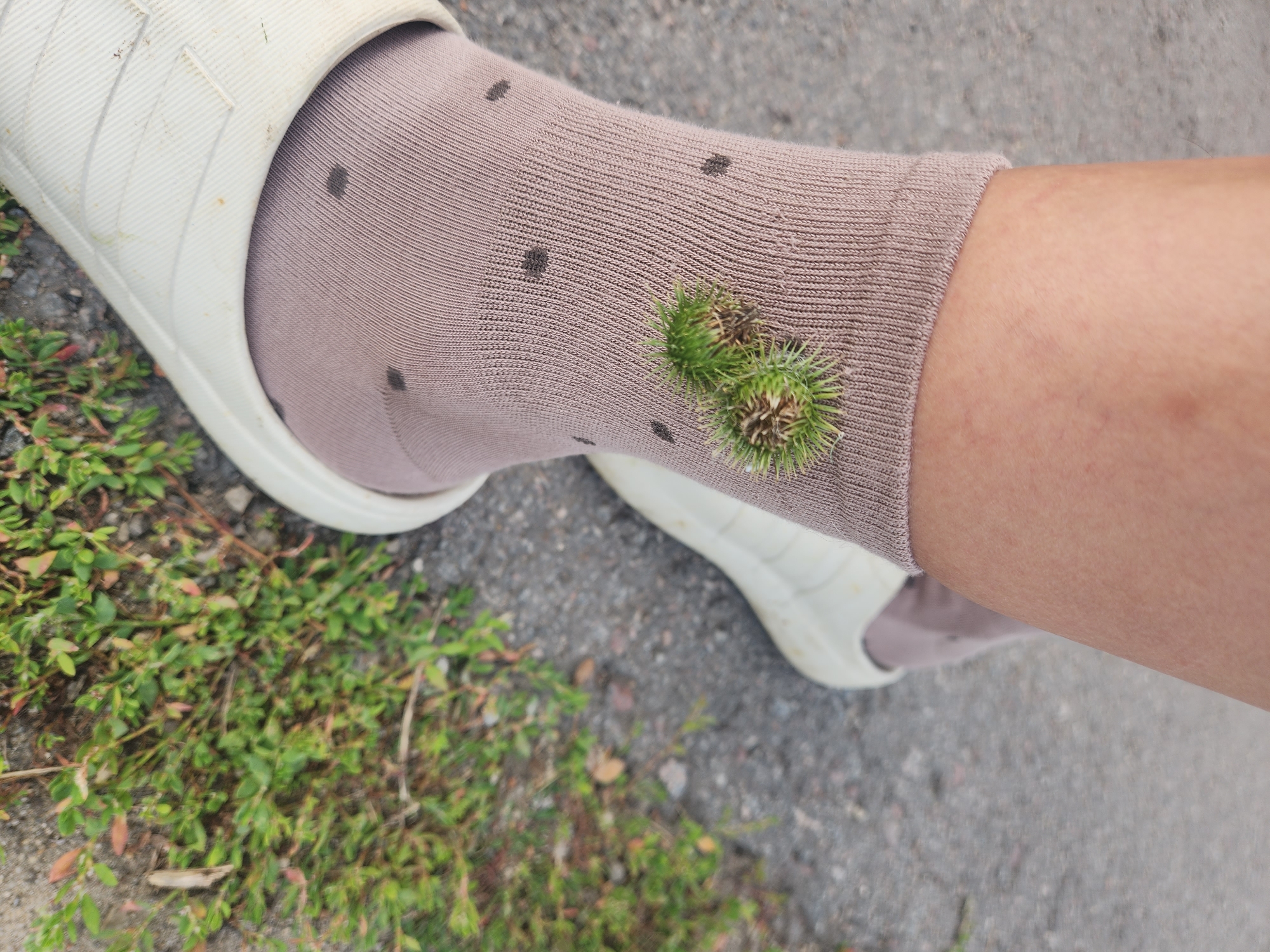 A close-up, eye-level shot shows a person's left leg and foot, wearing a taupe sock with dark polka dots and a white slip-on shoe. Two burr-like seed pods are stuck to the sock. The leg and sock are positioned diagonally across the frame, from the mid-shin down to the ankle. The background is an outdoor setting with a grey asphalt surface and patches of green vegetation. The scene appears to be in an urban environment, possibly a park or pathway, in Kurkino, Russia.