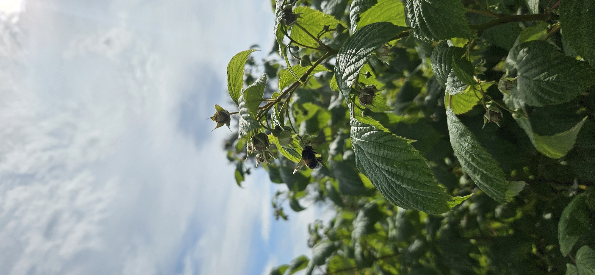 A low-angle, vertical shot shows a close-up of a green raspberry plant with several green leaves and some unripe fruit against a backdrop of a partly cloudy sky. A fuzzy bumblebee is in flight in the lower left quadrant of the image, moving towards the right. The plant is lush and vibrant, with the sunlight casting shadows and highlights on the leaves, indicating it is daytime. The sky is a pale blue with scattered white clouds. The background shows more blurred green foliage, suggesting a garden or natural outdoor setting. The scene appears to be an outdoor agricultural area, possibly a field or garden, in the Мазалаўскі сельскі Савет, Belarus. There are no people visible.