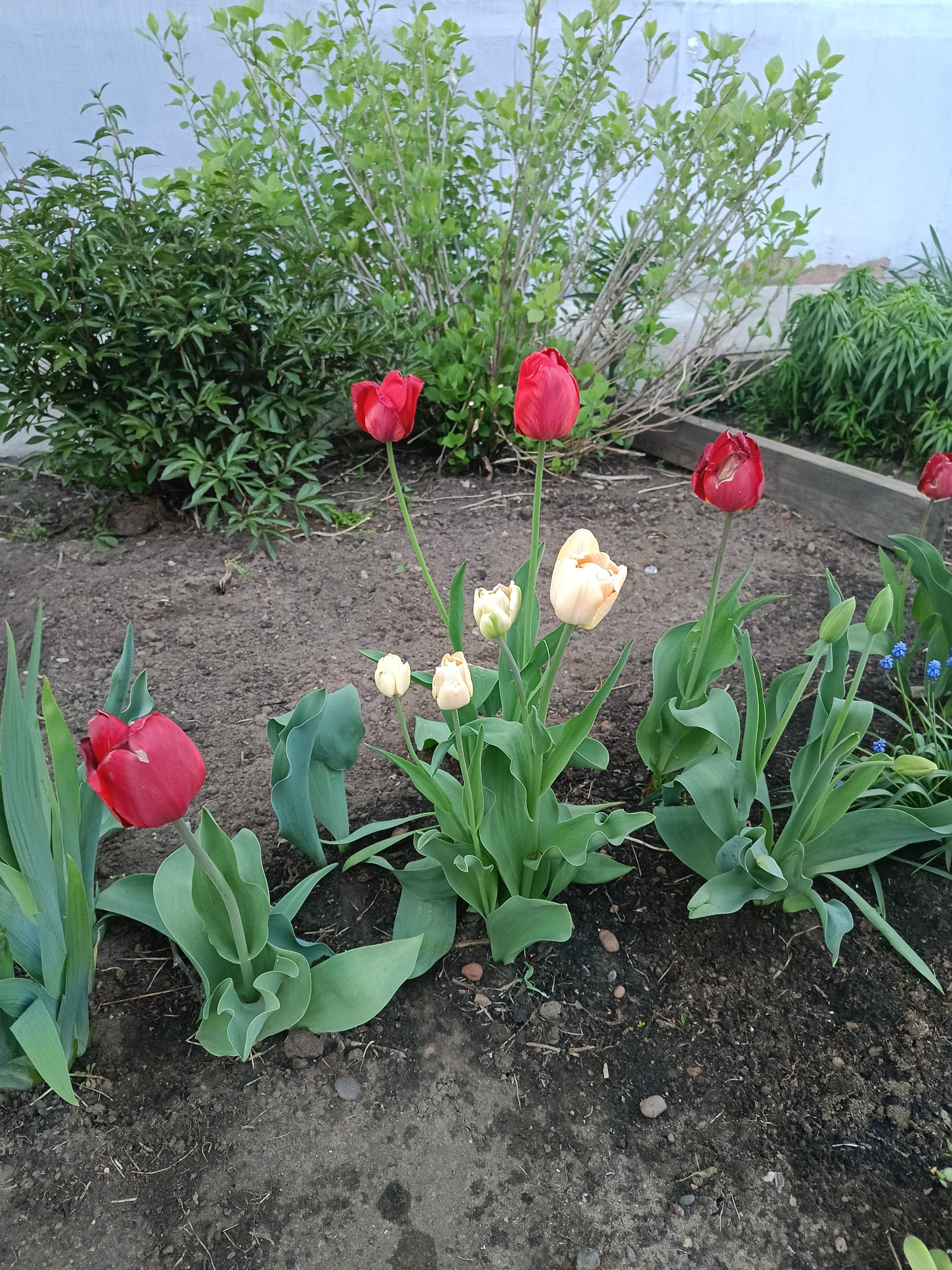 The image depicts a garden bed in Chaikovsky, Russia. Several red and yellow tulips are in bloom, surrounded by green foliage and other plants in the background. The soil appears to be dark and moist. A wooden border is partially visible on the right side of the image, with shrubs and a white wall in the background. No people or animals are visible. The scene appears to be outdoors during daylight.