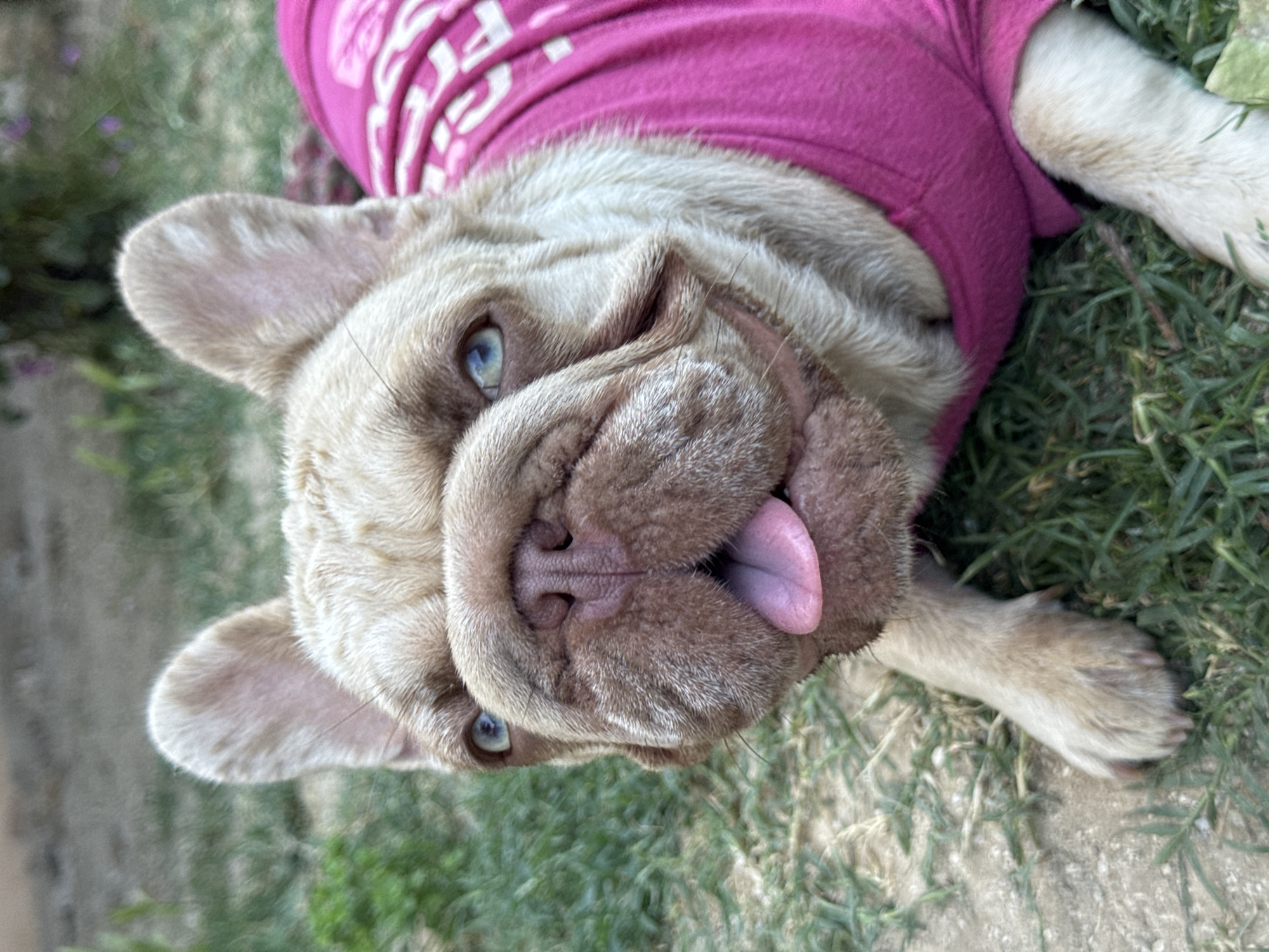 A fawn-colored French Bulldog is lying on grass in a yard, wearing a bright pink t-shirt. The dog's face is tilted slightly upwards and to the left, with its mouth open and tongue lolling out. Its blue eyes are wide and attentive, and its ears are perked up. The background is blurred, showing more grass and some out-of-focus greenery, possibly flowers. The scene suggests a casual outdoor setting.