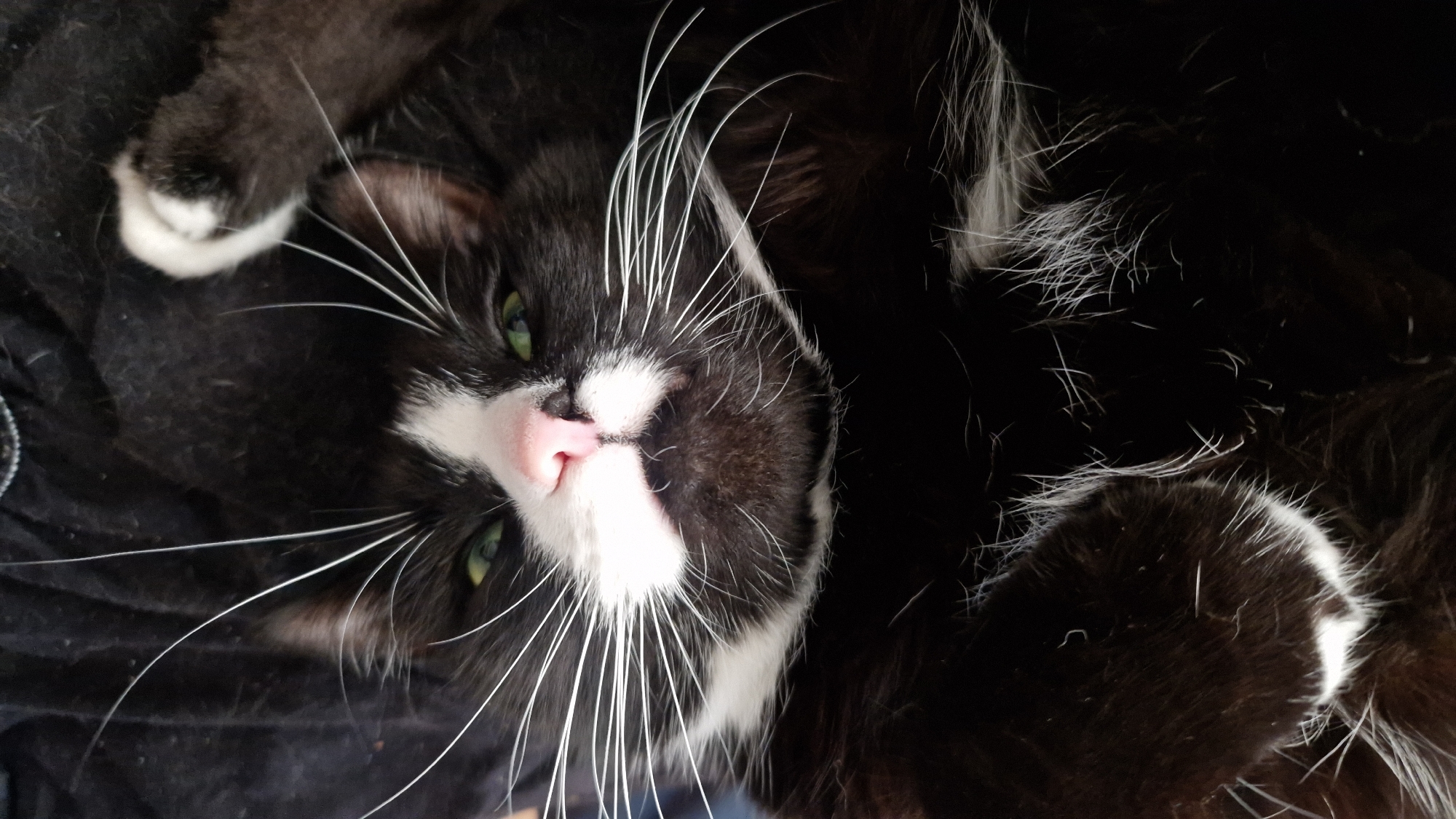The image shows a close-up of a black and white cat lying on its back, with its face and paws visible. The cat has green eyes and a pink nose, with prominent white whiskers. It appears to be relaxed, with one paw raised in the air. The background is dark and appears to be a soft surface, possibly a blanket or clothing. The image is taken from a slightly high angle, looking down at the cat. There are no visible environmental details that would indicate a specific location in Riga, Latvia. The scene is an indoor domestic setting.
