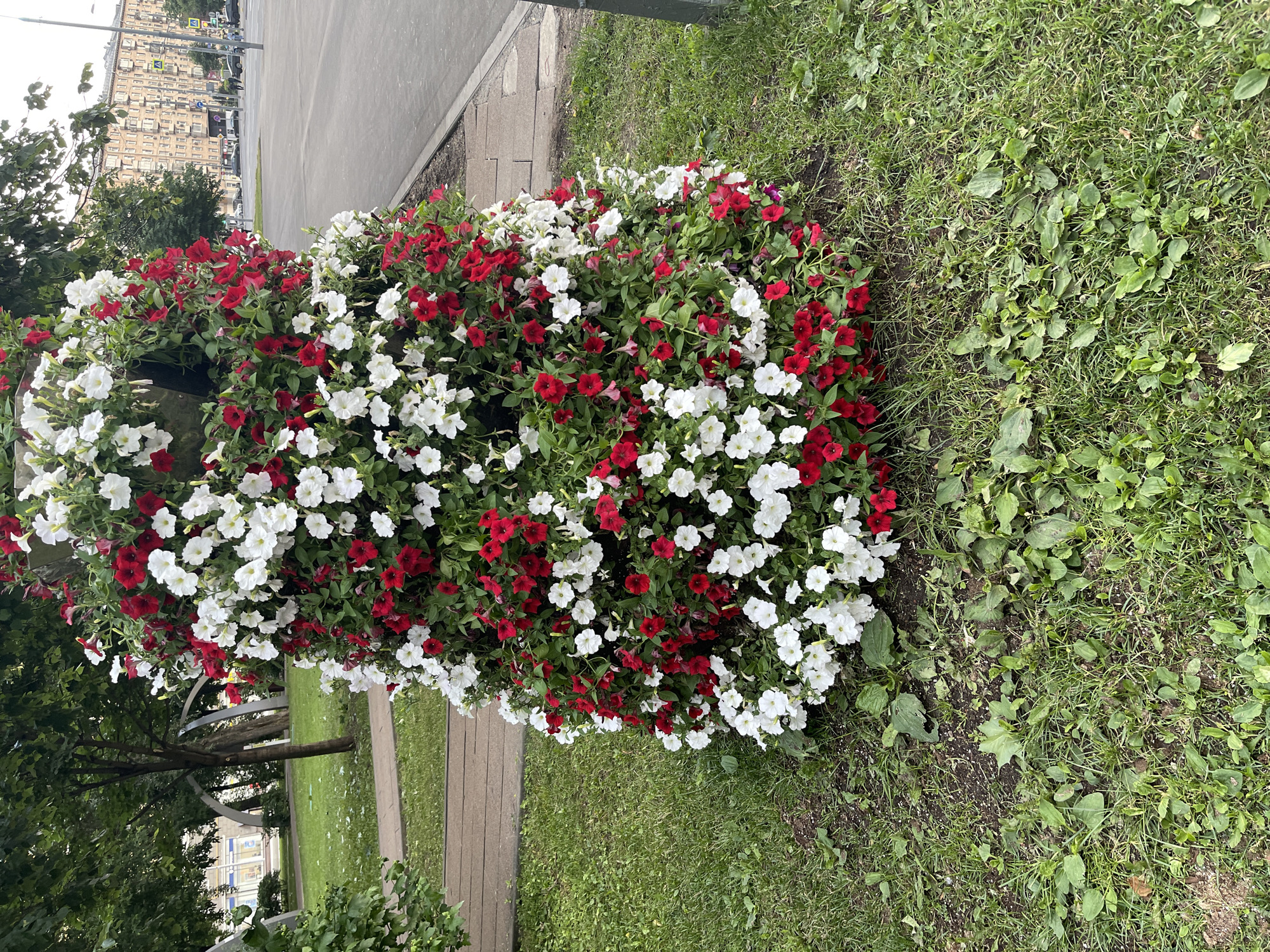 A large, cylindrical floral arrangement filled with red and white petunias is positioned on a patch of grass next to a paved area. The arrangement is dense and vibrant, with the flowers cascading down the sides. In the background, a tree-lined park area is visible, featuring modern metal arch sculptures. Beyond the park, a street with cars and pedestrians leads to a multi-story apartment building. The scene appears to be a public space within a city environment.