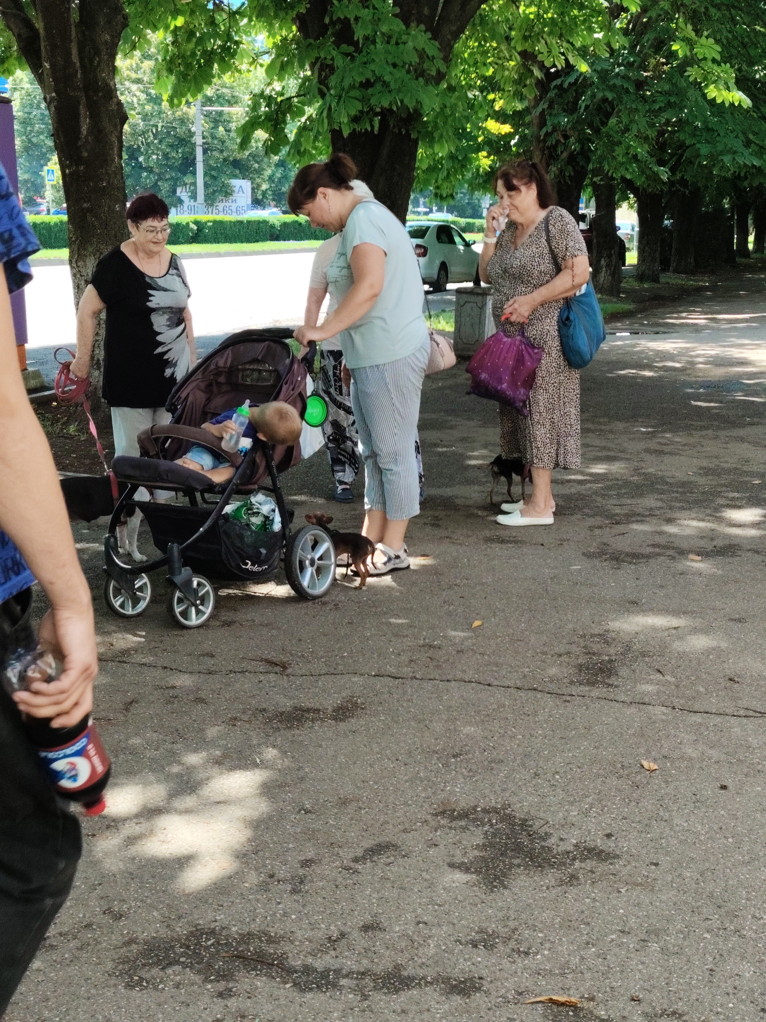 In an outdoor urban setting, likely a park or sidewalk area in Krasnodar, Russia, three women and a baby are present. A woman in a black and white patterned top and glasses is on the left, holding a red leash. Next to her, a woman in a light blue t-shirt and striped pants is pushing a stroller. A baby is in the stroller, holding a bottle. A small brown dog is near the stroller. On the right, a woman in a leopard-print dress is talking on her phone and holding a purple bag and a blue tote bag. She is wearing white slip-on shoes. Another small dog is standing near her feet. The ground is paved with asphalt, with some cracks and water stains. Trees with green foliage provide shade. In the background, a white car and a sign with Russian text are visible. A person's arm holding a dark bottle with a red label is in the lower left of the frame.