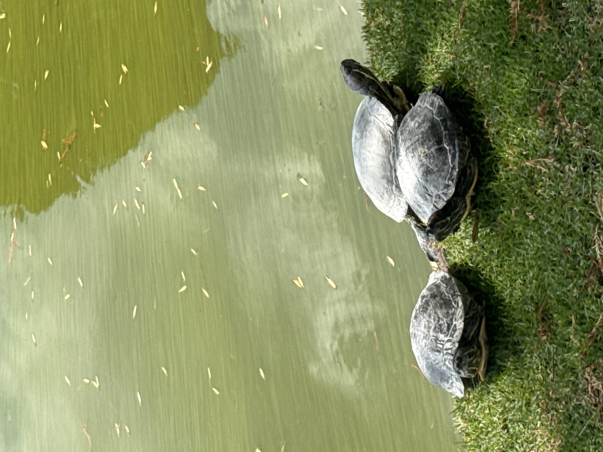 Three turtles are stacked on top of each other at the edge of a body of water covered in debris and bordering a grassy area. This image was taken in San Andrés Cholula, Mexico.