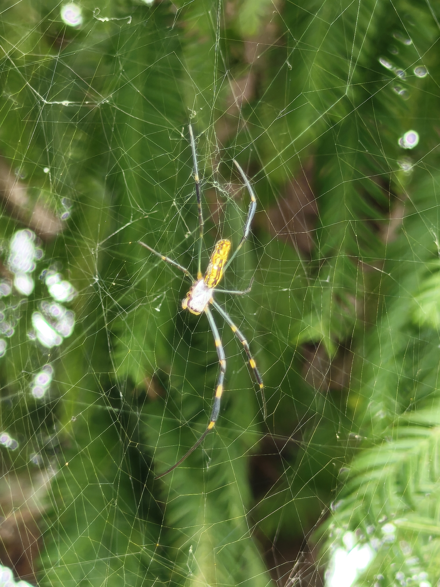A large spider, identified as a golden silk orb-weaver (Nephila clavata), is centered in its intricate web against a backdrop of blurred green foliage. The spider exhibits a yellow and white striped abdomen and long, slender legs. Its body is positioned facing upwards and to the left within the web. The web itself is a complex network of fine threads, characteristic of orb webs, with some sections appearing more prominent than others due to light reflection and focus. The surrounding environment suggests an outdoor setting, possibly a garden or park, with the green hues indicating lush vegetation. The overall lighting suggests it is daytime, with some light sources creating bright, out-of-focus circular blurs in the background, hinting at distant lights or sunlit water droplets. The image is devoid of any human presence or any identifiable landmarks within Asan-si, South Korea.