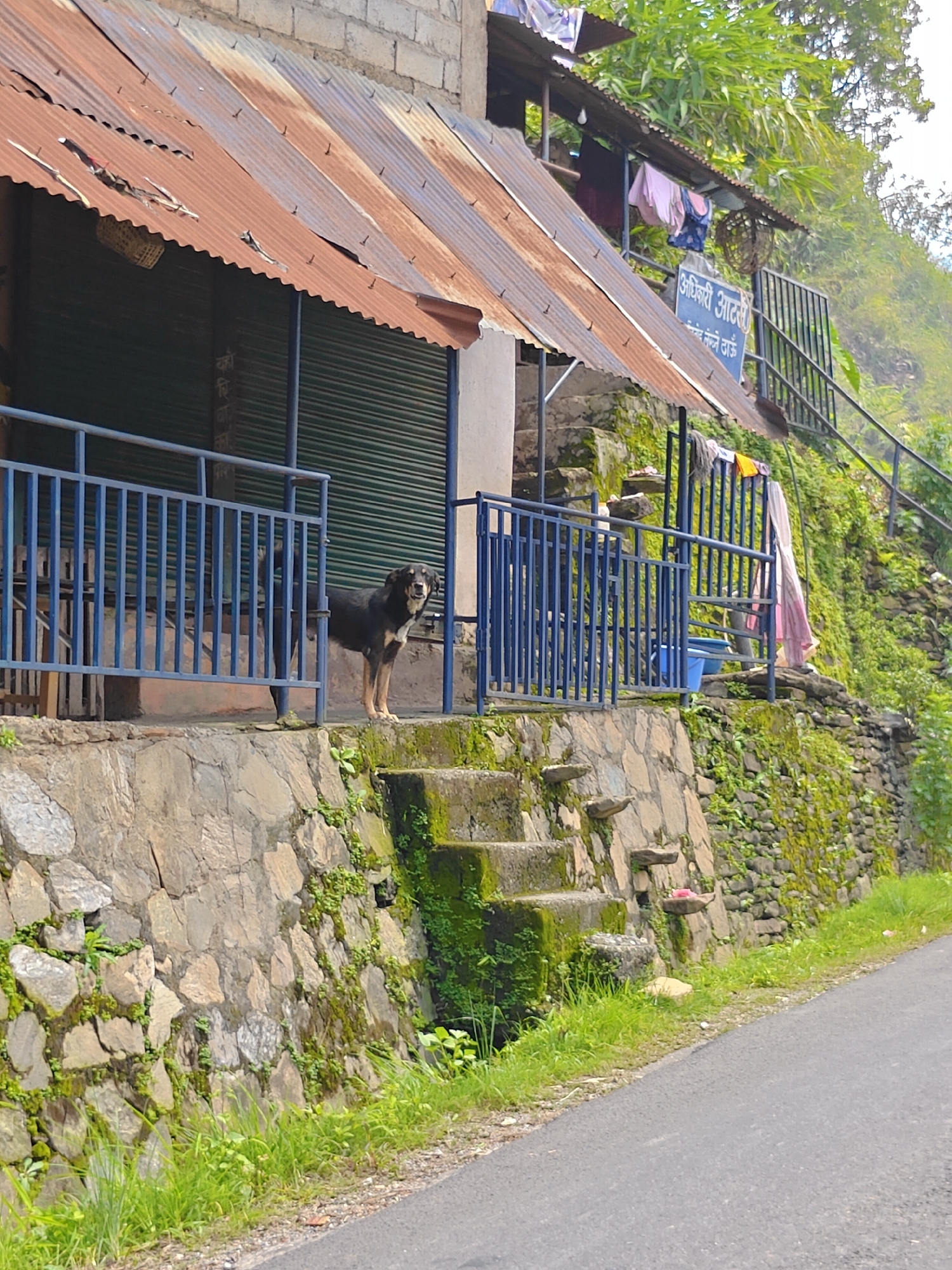 In Pokhara, Nepal, a black and tan dog stands on a stone ledge in front of a building with a rusted corrugated metal roof. The building has a green roll-up shutter. A blue metal fence runs along the ledge. Stone steps with moss and greenery lead up the side of the building, which is built into a hillside covered with lush vegetation. Laundry hangs from a line on the upper level of the building. A paved road is visible in the foreground.