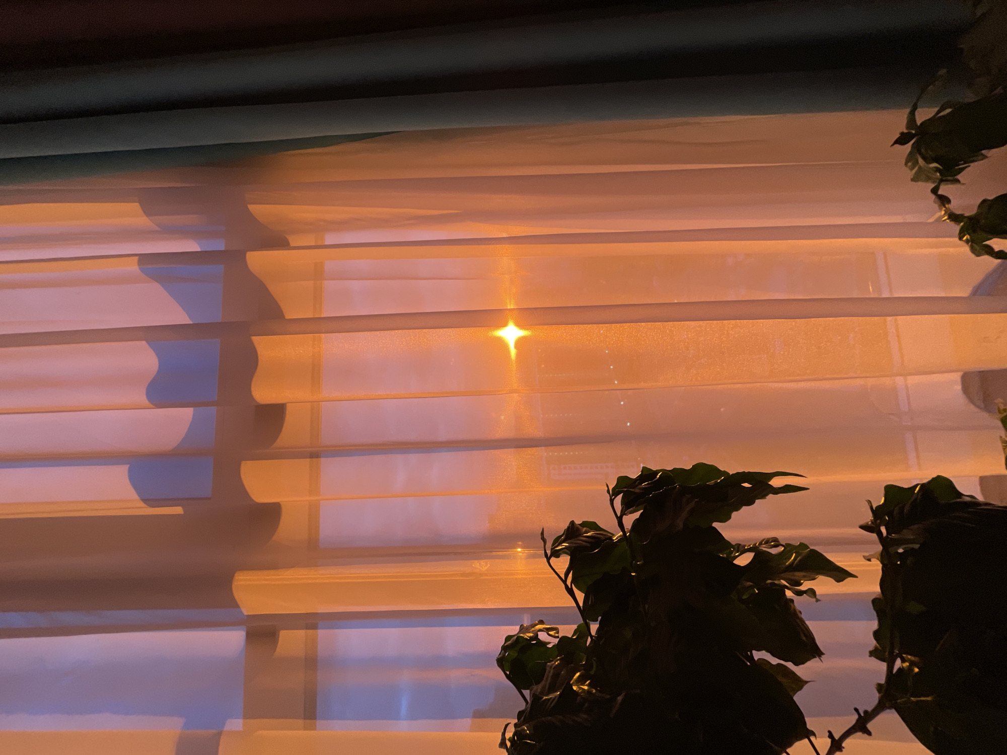 The image depicts an indoor scene looking out a window. Two layers of curtains are visible: sheer white curtains in the foreground and darker, teal-colored curtains on the right side. The sheer curtains are illuminated by an orange glow, casting soft shadows. Through the sheer curtains, a window frame is discernible, with a bright, star-shaped light source visible in the distance, possibly a streetlamp or a building light. The background outside the window appears to show a cityscape with distant buildings. In the lower left and bottom right corners of the image, dark silhouettes of houseplants are present, their leaves appearing deep green and somewhat wilted. The overall lighting suggests it is dusk or evening, with artificial lights contributing to the warm tones. The location is identified as Unknown, Russia.