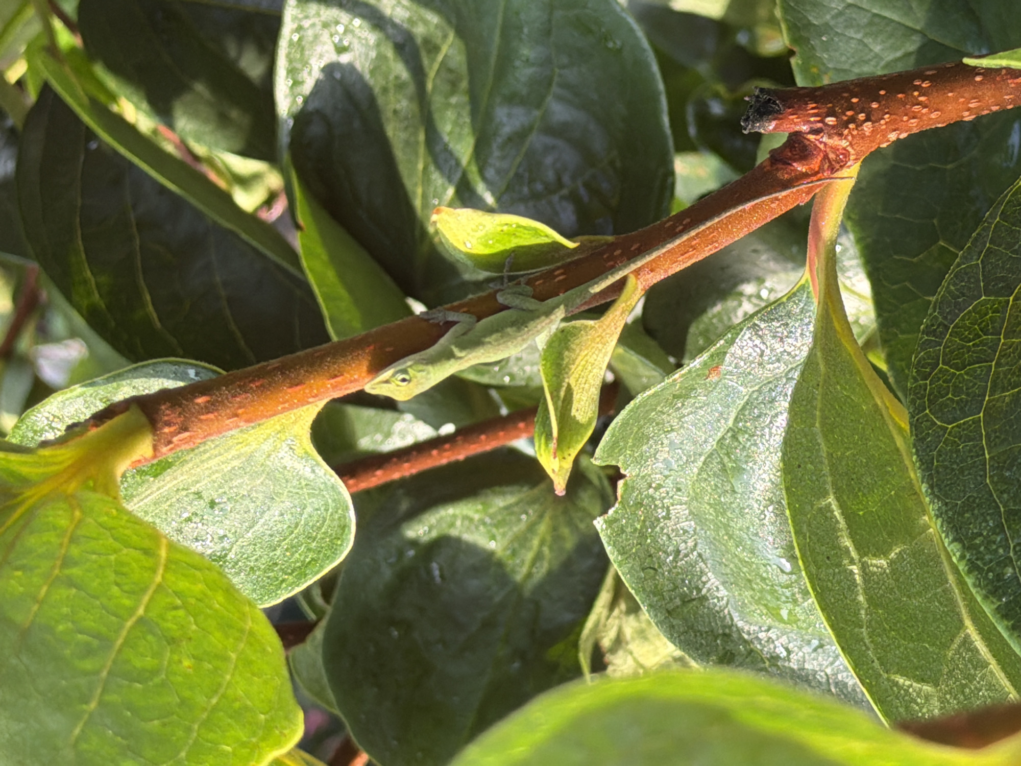 A close-up, eye-level shot captures a small, bright green lizard clinging to a thin, reddish-brown branch in a leafy environment. The lizard, oriented vertically with its head pointing upwards, is positioned slightly left of the center of the frame. Its delicate limbs are extended, gripping the branch, and its tail curls downwards. The branch itself shows small, reddish-brown speckles. The background is filled with various shades of green leaves, some with water droplets visible, indicating a humid or recently rained-on environment. The lighting suggests it is daytime, with sunlight casting shadows and highlighting the textures of the leaves and the lizard's skin. The overall scene appears to be a natural setting, possibly a garden or park, located in Wellford, United States of America.