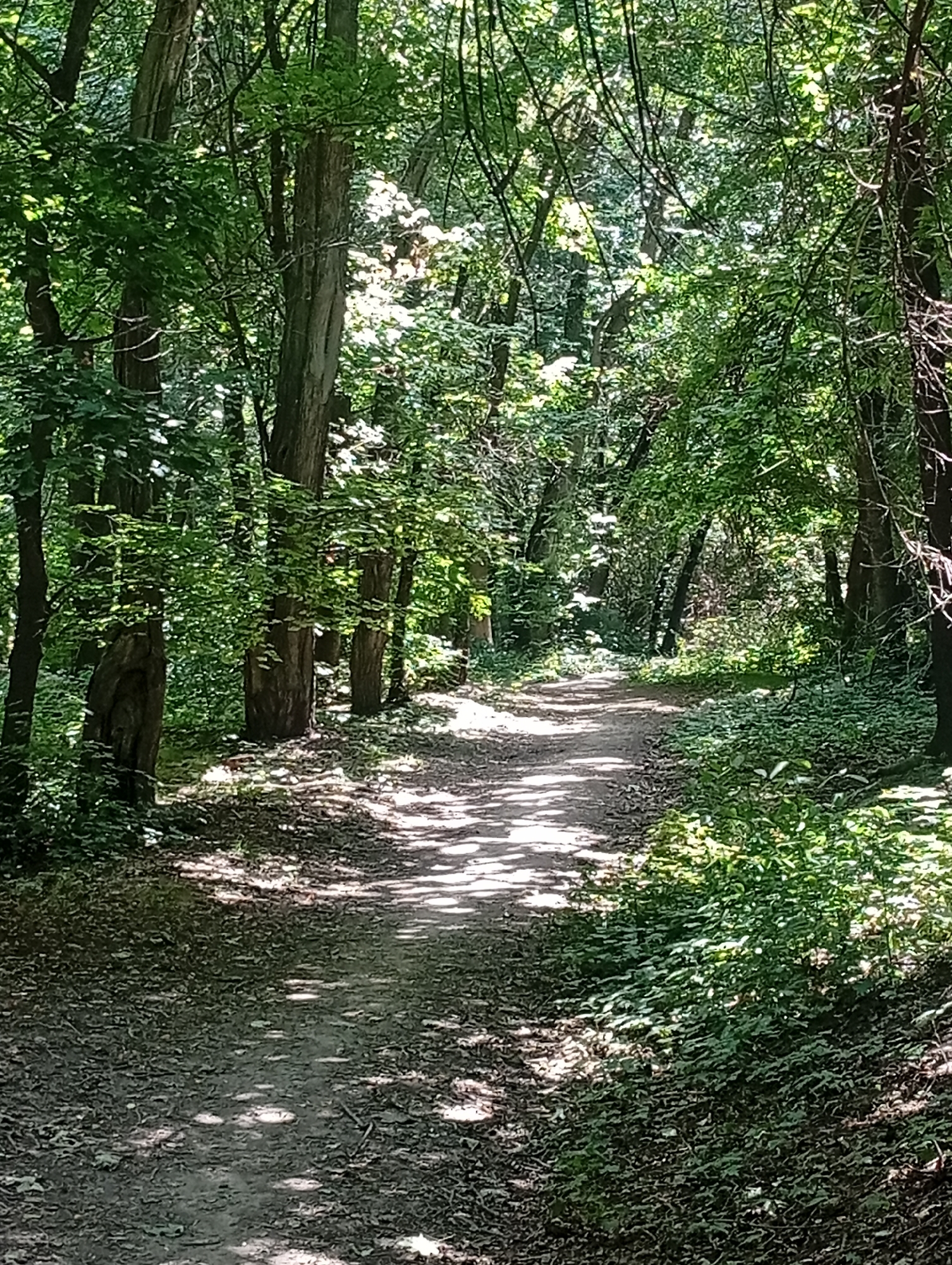 The image depicts a dirt path winding through a dense, sun-dappled forest. The path is covered in fallen leaves and is illuminated by patches of sunlight filtering through the overhead canopy. Tall trees with rough bark line both sides of the path, their branches interwoven to create a green ceiling. The vegetation is lush and varied, with a thick undergrowth of smaller plants and ferns. The scene suggests a natural, undisturbed environment within the city of Bishkek, Kyrgyzstan, likely a park or a wooded area accessible to the public. There are no people or animals visible in the frame. The lighting indicates it is daytime, with the sun casting strong shadows and bright highlights across the path and foliage.