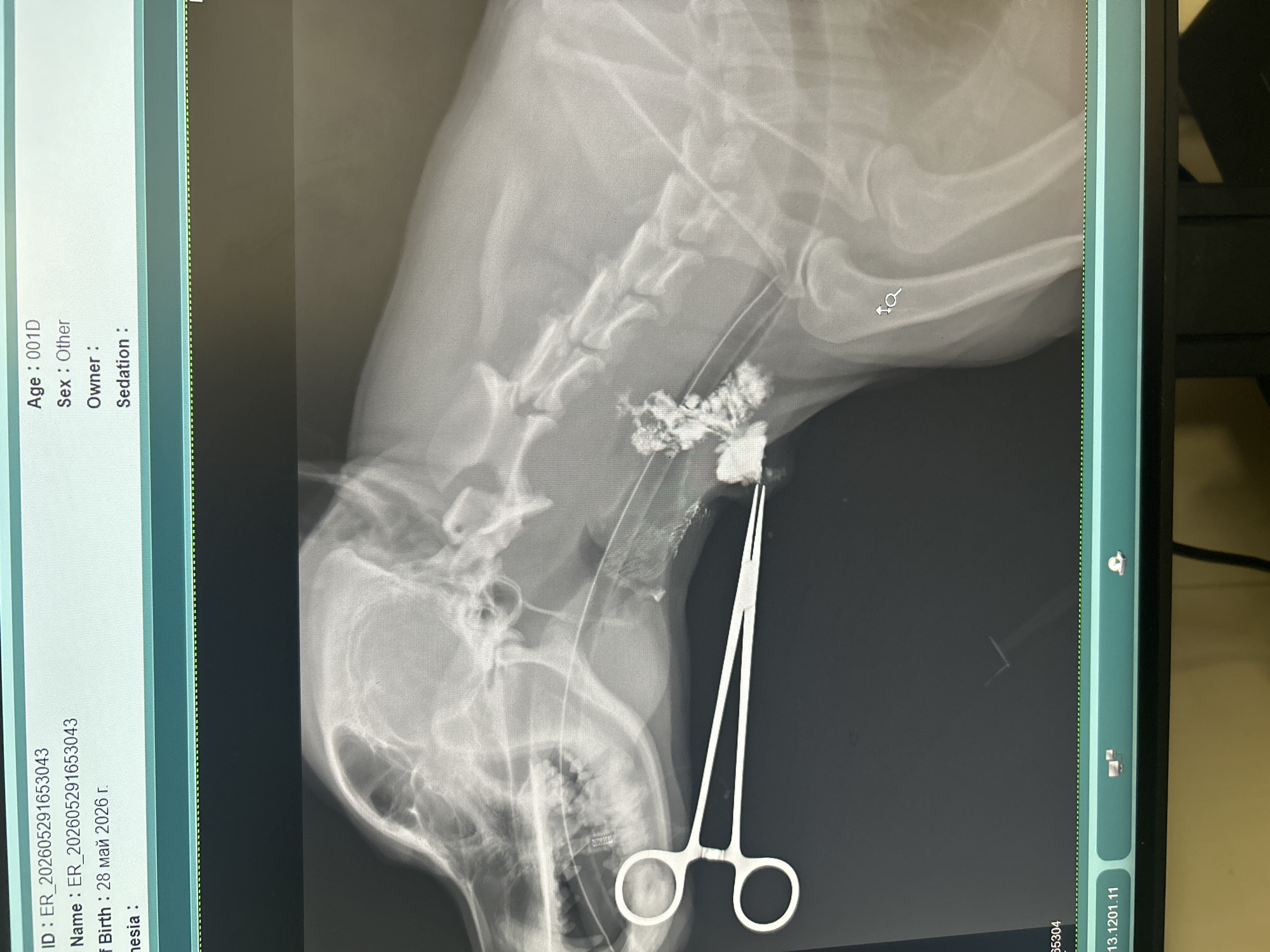 The image is an X-ray of an animal's head and neck, likely a cat based on the size. A surgical tool, specifically forceps, is holding a clump of what appears to be foreign material within the animal's throat or esophagus. The X-ray reveals the skeletal structure of the head, vertebrae, and upper limb bones. The foreign material held by the forceps is radiopaque, suggesting it is dense and potentially mineralized. Information on the left of the image states that the patient's age is "001D," sex "other" and birthdate "28 май 2026 г." The image also shows the ID and name of the patient, "ER_202605291653043." No location is specified.
