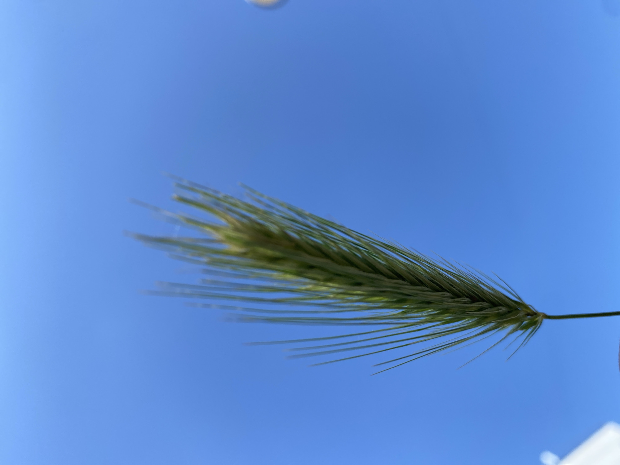 A green grass seed head is held against a clear blue sky. The seed head has a stem visible at the right, and the body of the seed head consists of a dense cluster of seeds with long, thin awns extending outward. The sky is a uniform light blue. The location is Unknown, Unknown.
