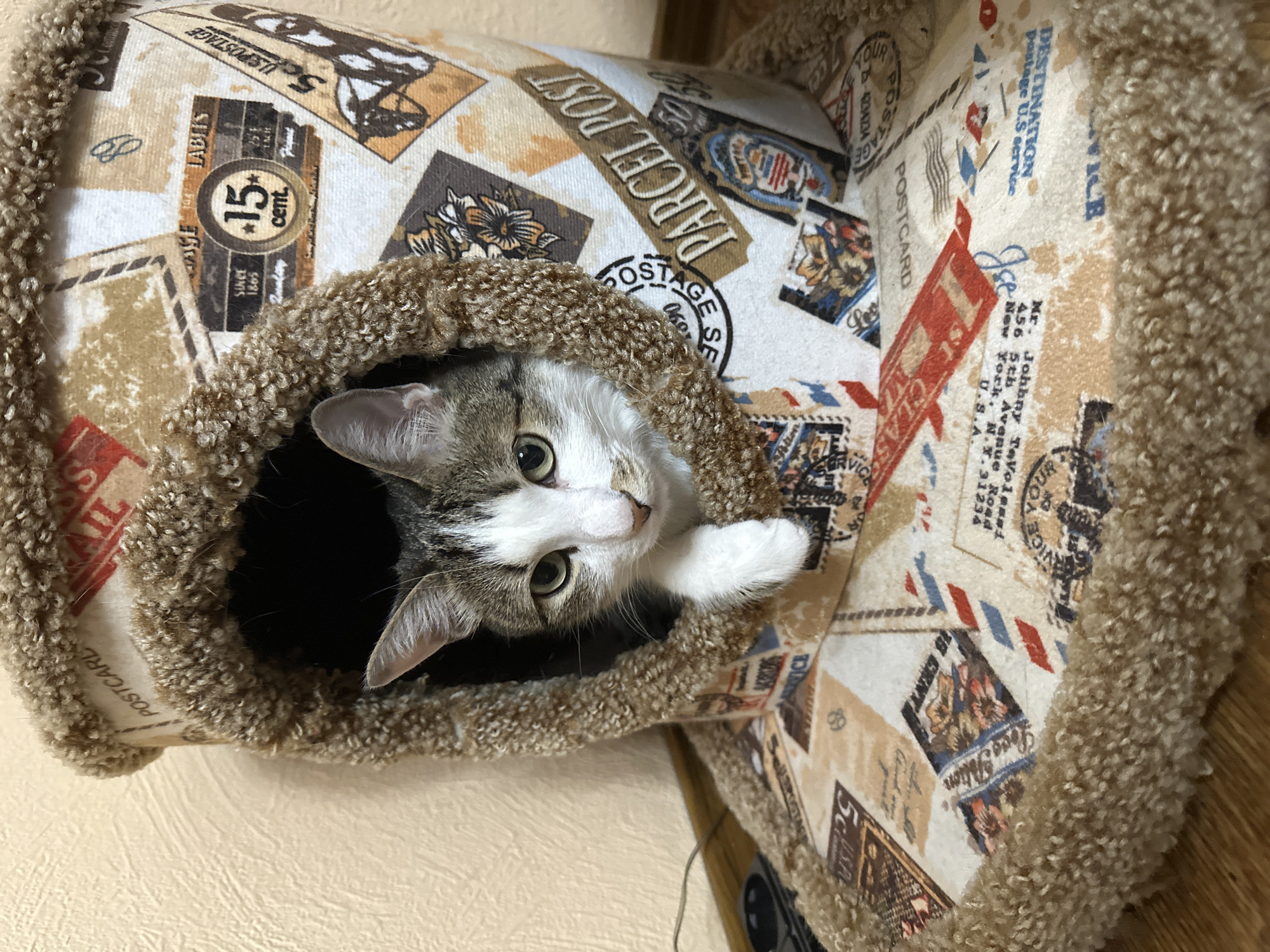 A cat peers out from a circular opening in a cat tree. The cat has grey tabby markings and white fur on its face and chest. The cat tree is covered in a tan fabric with a print of vintage postcards and postage stamps. The background is a light beige wall. There is no indication of the image being in Krasnoyarsk, Russia.