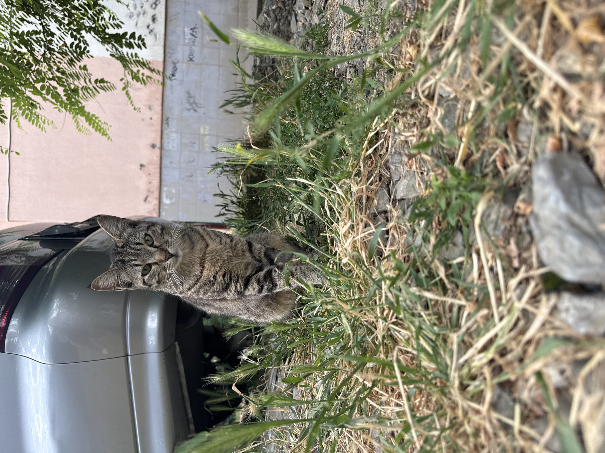 A tabby cat with green eyes is lying on the ground near a silver car. The cat is positioned between the car and a patch of dry grass and weeds. The cat's body is mostly obscured by the grass, but its head and front paws are visible. The cat is looking directly at the camera with a curious expression. The background consists of a pink wall with some graffiti on it, and a tiled wall with more writing. The scene appears to be outdoors, possibly in a residential area given the presence of a car and a building. The lighting suggests it is daytime, likely during sunny weather. The image is oriented vertically.
