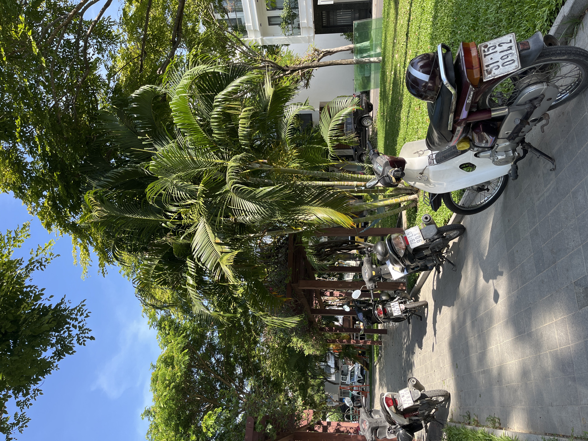 The image shows a row of parked motorcycles on a paved walkway in front of a lush green grassy area and tropical trees. In the background, modern white buildings with balconies are visible. The sky is blue with a few wispy clouds. The scene appears to be in a residential or commercial area of Nam Nha Trang Ward, Vietnam, likely on a sunny day. There are no people or animals visible in the image. The motorcycles are predominantly of the scooter or moped style, common in Vietnam, and some have license plates displayed. The overall atmosphere is one of a calm, urban environment with abundant greenery.