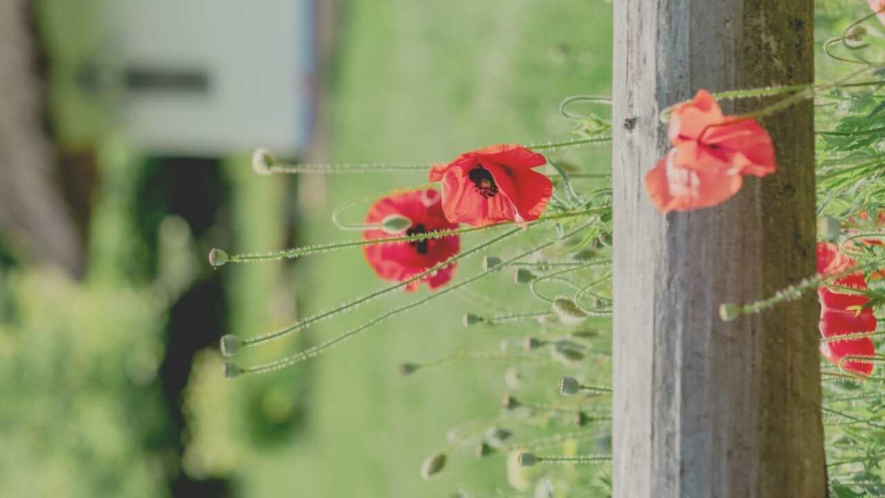 A shallow depth of field shot captures a cluster of red poppies with closed buds and opened blooms in the foreground, with a wooden fence running horizontally across the middle of the frame. The background is softly blurred, showing a green grassy field and a hint of a building with a thatched roof, suggestive of a rural or historic setting. The lighting is soft and diffused, creating a gentle, pastoral atmosphere.