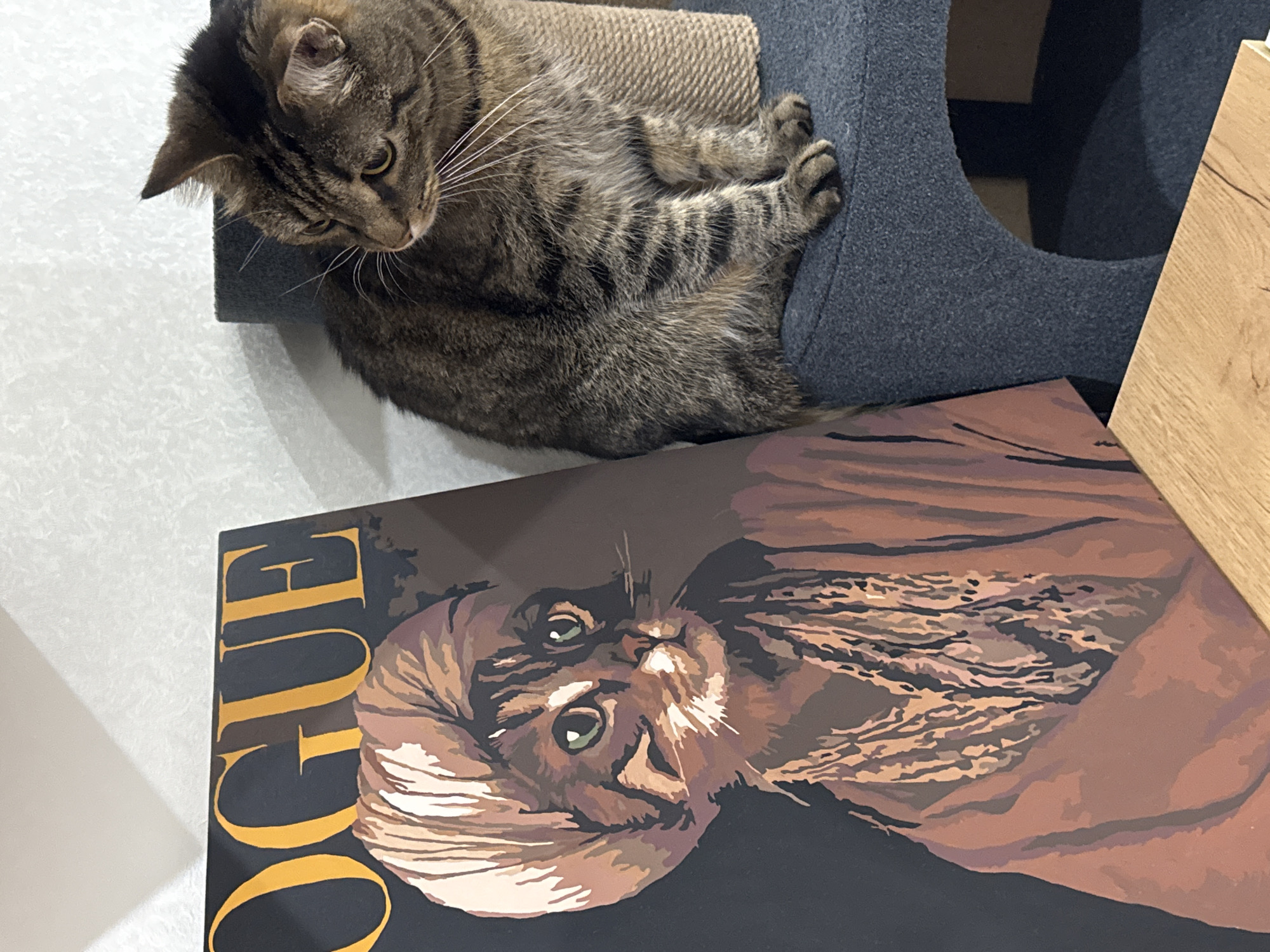 A tabby cat lies on a cat tree. A poster of a tabby cat with the word "OGUE" written vertically is placed nearby. The location is most likely indoors. There is no indication of the city of Chaikovsky, Russia.