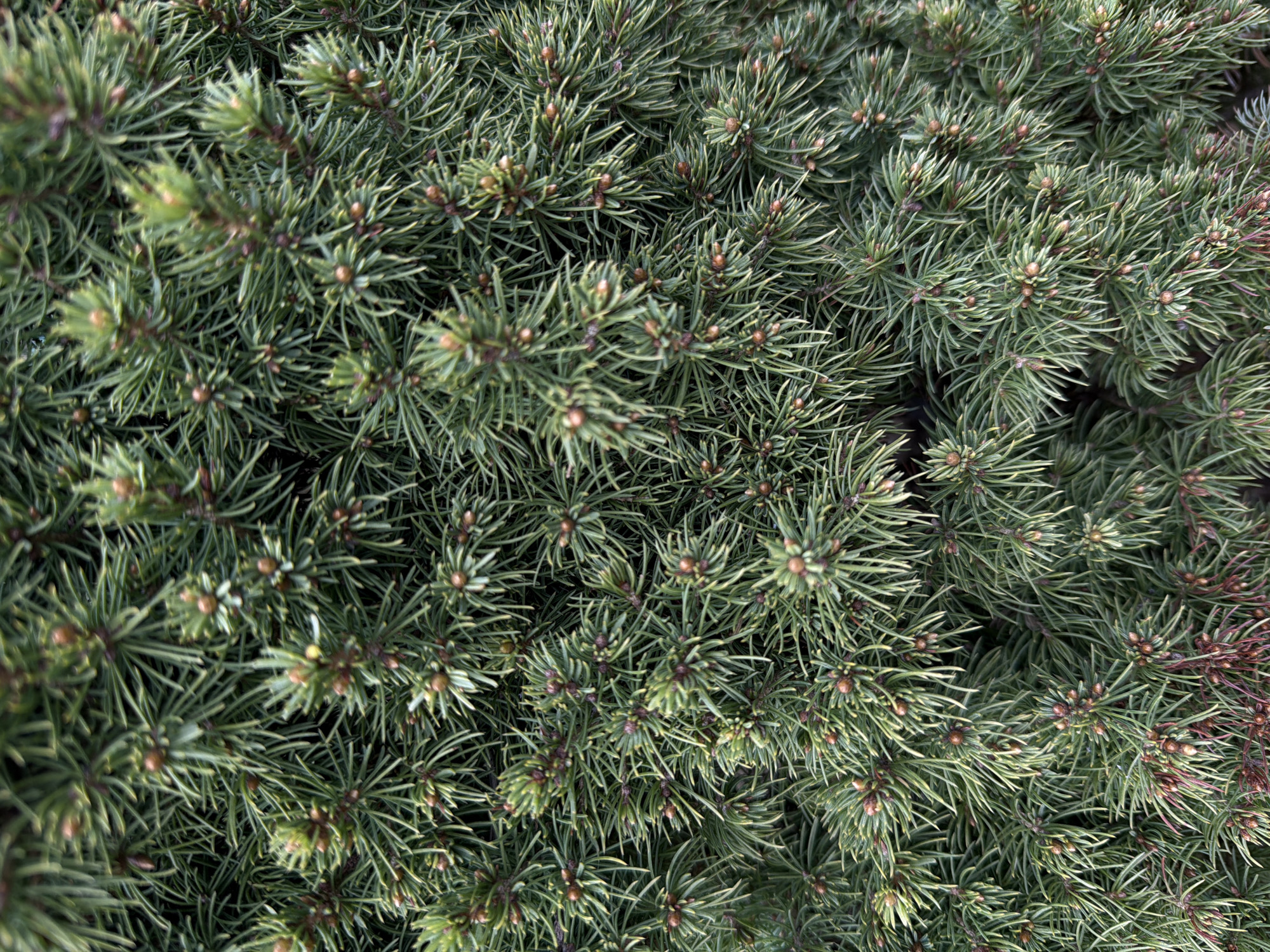 The image shows a close-up of evergreen foliage, likely a low-growing conifer variety. The needles are densely packed and appear to be a blue-green hue. Small, brown cones or buds are visible throughout the foliage. The overall impression is a dense, textured surface of evergreen plant life. The location is not discernible from the image and cannot be verified as being in Пролетарский, Russia.