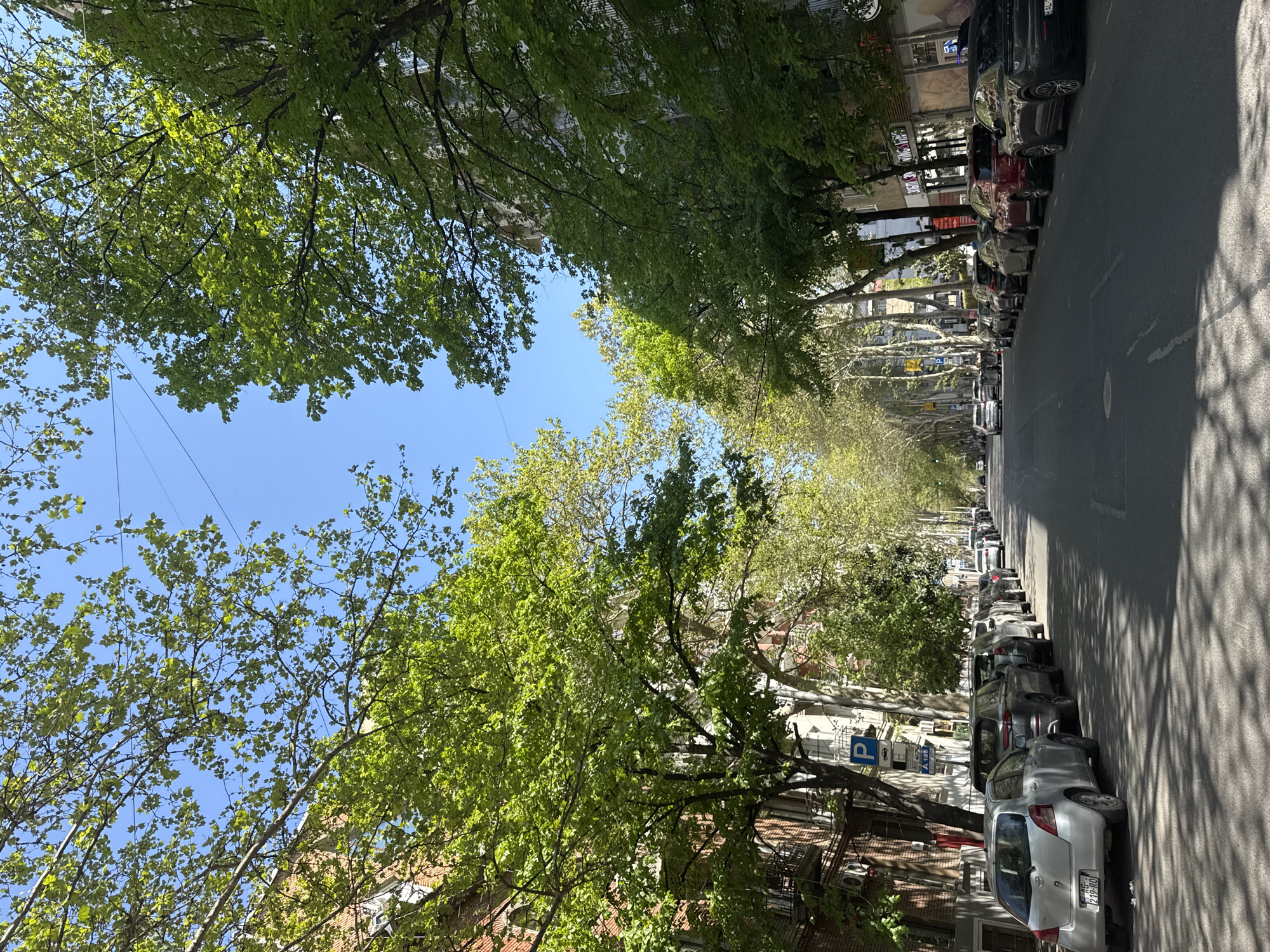 The image displays a sunny, tree-lined street in Tbilisi, Georgia, captured from a low-angle perspective looking upwards and along the road. Dominant in the frame are lush green trees, vibrant with fresh leaves, suggesting spring or early summer. Their dense canopies create a natural archway, with patches of clear blue sky visible overhead. Thin power lines or cables crisscross the bright sky.
On the right side of the street, a continuous line of cars is parked bumper-to-bumper along the curb. These include a silver Toyota Yaris with a visible Georgian license plate "219-RO" and a darker vehicle further down the street with plate "HL-091". The asphalt road surface shows distinct, dappled shadows cast by the overhead trees, indicating bright sunlight.
Faintly visible behind the trees on both sides are urban buildings, some appearing to be several stories tall, with hints of brickwork and balconies. On the right, near the parked cars, a blue square sign with a white 'P' indicating parking is mounted, with another smaller sign below it displaying "A 105". The street appears quiet, with no people visible, conveying a peaceful urban setting bathed in sunlight. The scene suggests a typical daytime environment in a residential or commercial area.