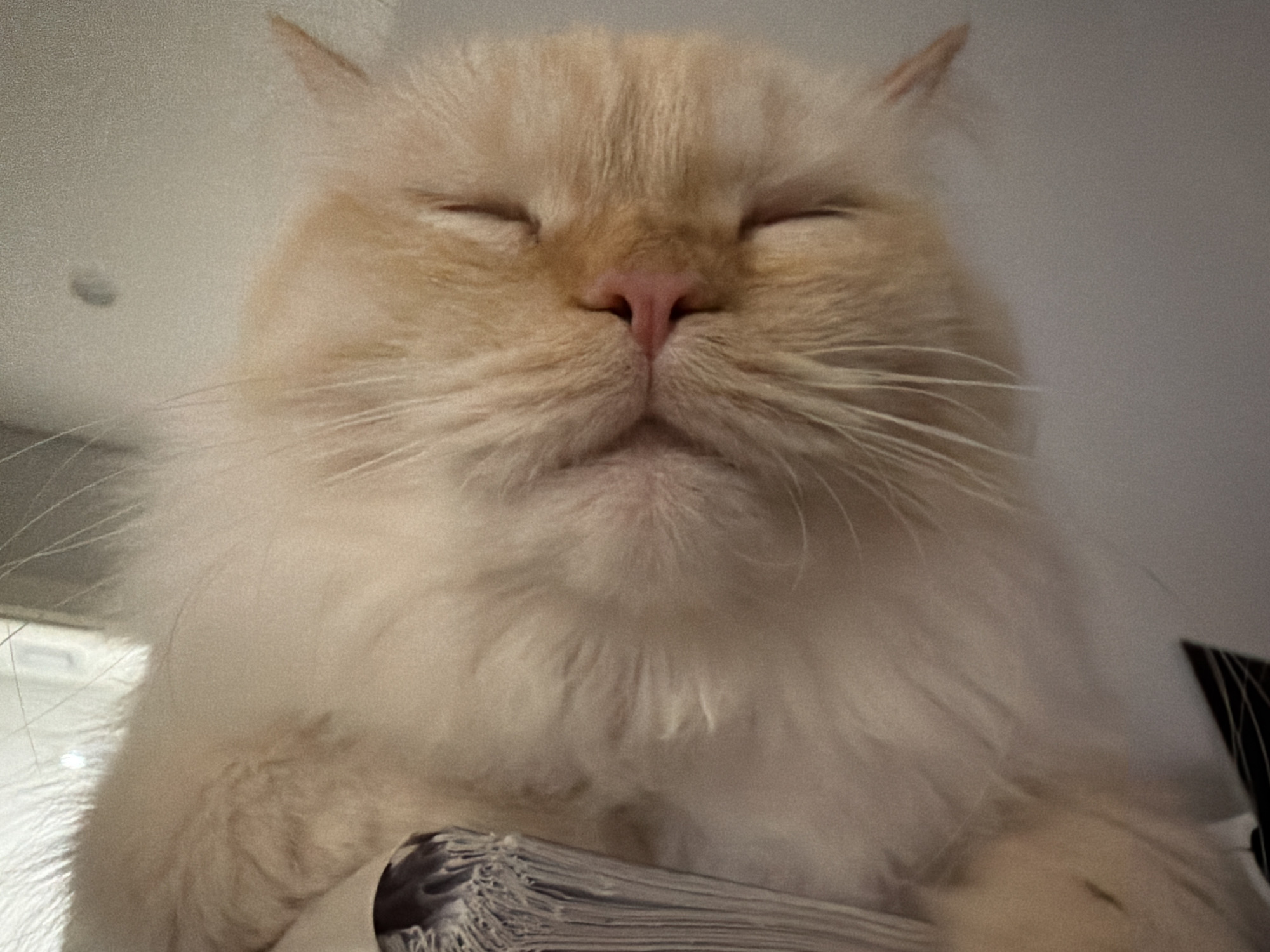 A close-up, low-angle shot shows the face of a fluffy, cream-colored cat with its eyes closed. The cat's nose is pink, and its whiskers are long and white. The cat is lying on a stack of papers, which are partially visible at the bottom of the frame. The background is a plain, light-colored wall. The image appears to have been taken indoors, in a domestic setting. No specific location in Çekmeköy, Turkey can be determined from the visual information provided.