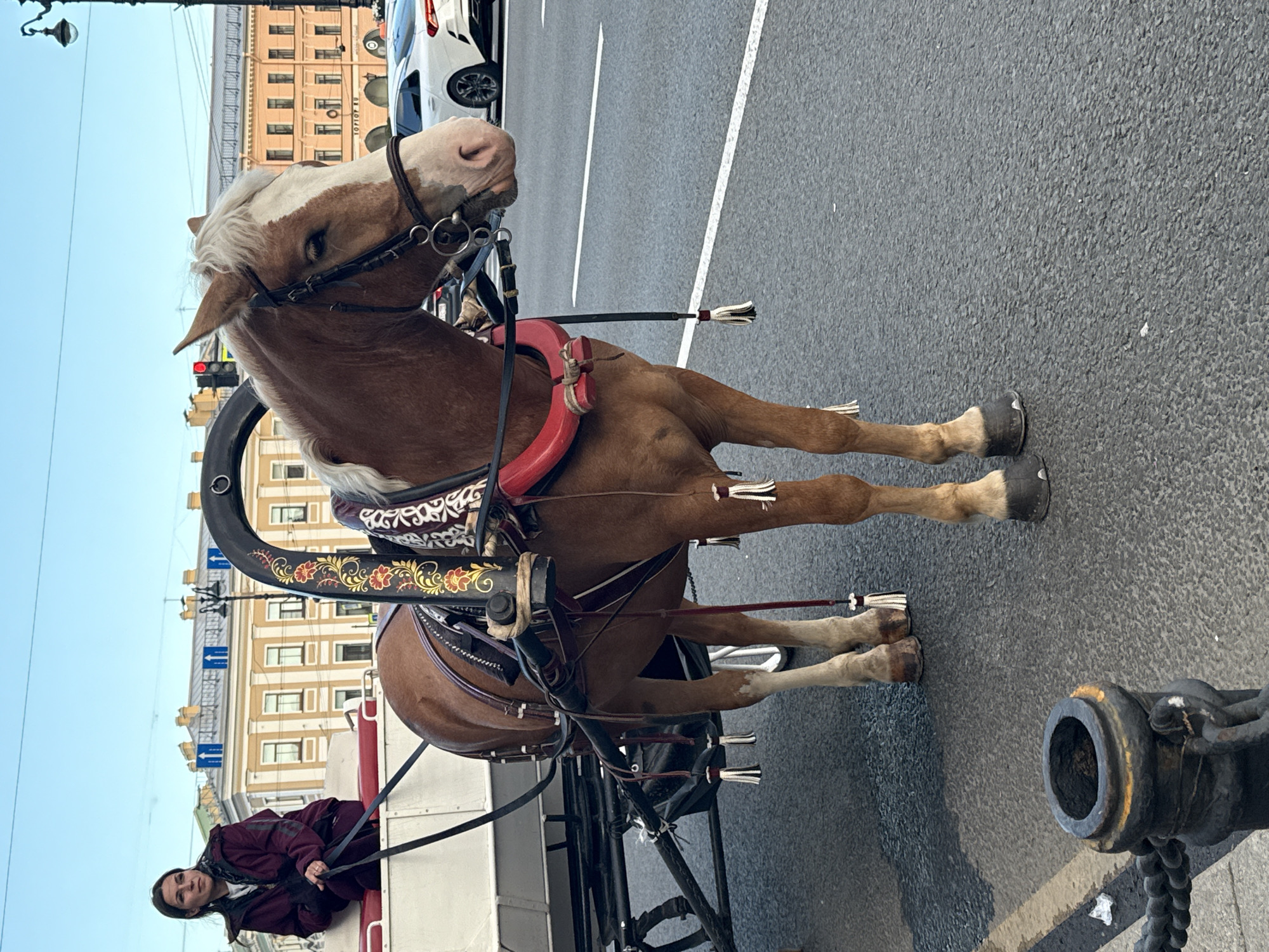 A medium shot captures a brown horse and carriage from the side, with a woman seated in the carriage. The horse, facing right, is adorned with elaborate red and gold decorations on its harness. Its mane is white, and it has a white blaze on its face. The carriage is white with red trim. The woman, wearing a dark burgundy jacket and dark pants, is looking to her left. The background shows a street with light-colored buildings and a traffic light. The scene is set in the city of Saint Petersburg, Russia. The horse and carriage are positioned on a paved road with white lane markings, suggesting a city street. In the distance, white cars are visible, indicating ongoing traffic. The sky is a clear, pale blue. A black decorative post with a metal chain is in the foreground, to the left.