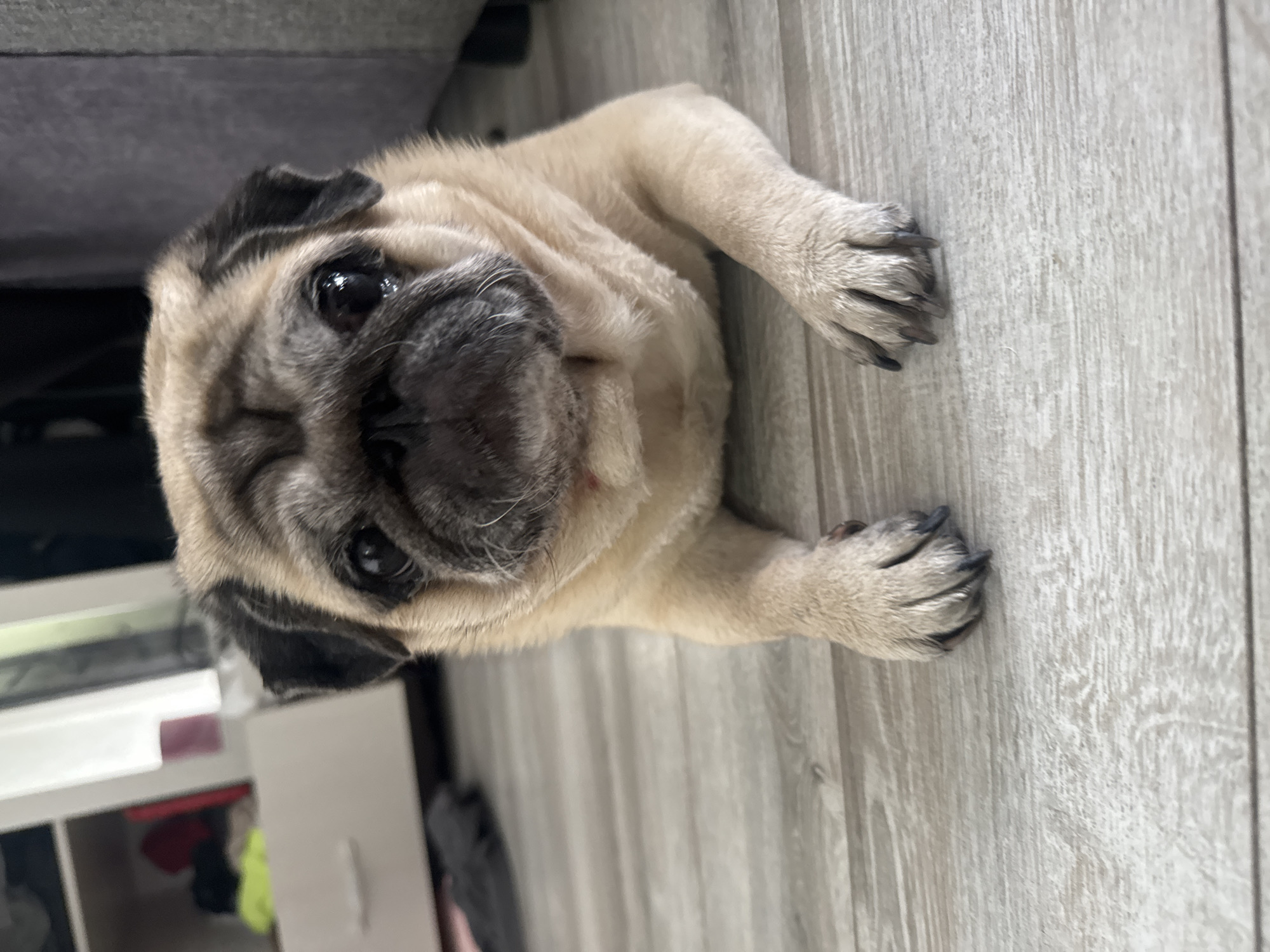 A pug dog lies on a wooden floor in a home. The dog is light brown and fawn colored with black markings on its face and ears. It is looking directly at the camera. In the background, a white cabinet with drawers is visible, as well as a dark grey sofa. The scene is indoors and appears to be in a residential setting. There is no specific information about the location within Bishkek City, Kyrgyzstan.