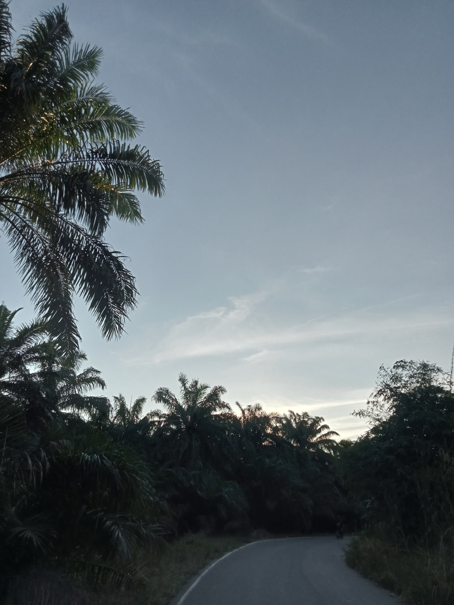 The image captures a road winding through a dense tropical landscape, likely in Kualu, Indonesia. On the left, several palm trees with feathery fronds dominate the foreground, their leaves silhouetted against a pale, overcast sky. The sky itself is a soft blue with wispy, horizontal clouds. The road, paved and curving to the right, is flanked by an abundance of lush green foliage, forming a thick wall of vegetation. These appear to be oil palm trees, characteristic of the region. In the distance, the road continues, and the trees create a tunnel-like effect. A small, dark object, possibly a motorcycle or bicycle with a rider, is visible in the middle distance on the road, adding a sense of scale and human presence to the scene. The overall impression is one of natural beauty and the quiet rhythm of rural life.
