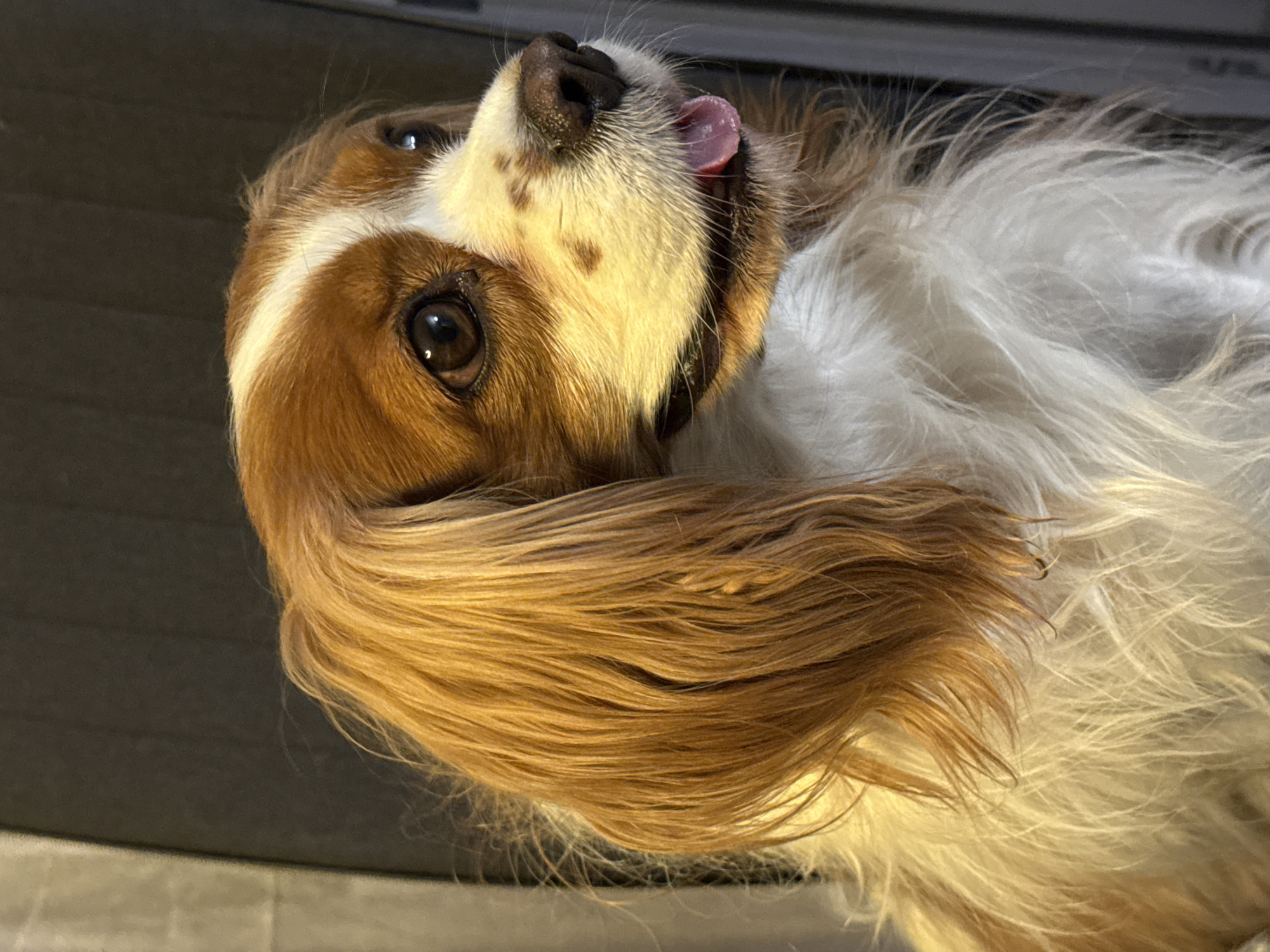 A close-up, upward-angled portrait captures a charming Cavalier King Charles Spaniel, situated in Sofia, Bulgaria. The dog's head is gently tilted, and its gaze is directed upwards with bright, expressive brown eyes. Its right eye (viewer's left) is prominently featured, reflecting a distinct light source. A small, pink tongue playfully peeks from its mouth, contributing to an endearing and curious expression.
The dog's coat displays characteristic white fur with rich reddish-brown patches, notably around its eyes, ears, and snout. Long, wavy, golden-brown fur cascades from its ears, blending into the feathery white fur around its neck and chest, with visible texture and softness.
The background is uniformly dark and softly out of focus, providing a gentle contrast that emphasizes the dog's features. A subtle, light grey surface is visible along the bottom edge of the frame, hinting at an indoor setting such as a floor or furniture. The lighting suggests an interior environment, though no specific time of day or weather conditions are evident. No other subjects, activities, or text are visible in the image.