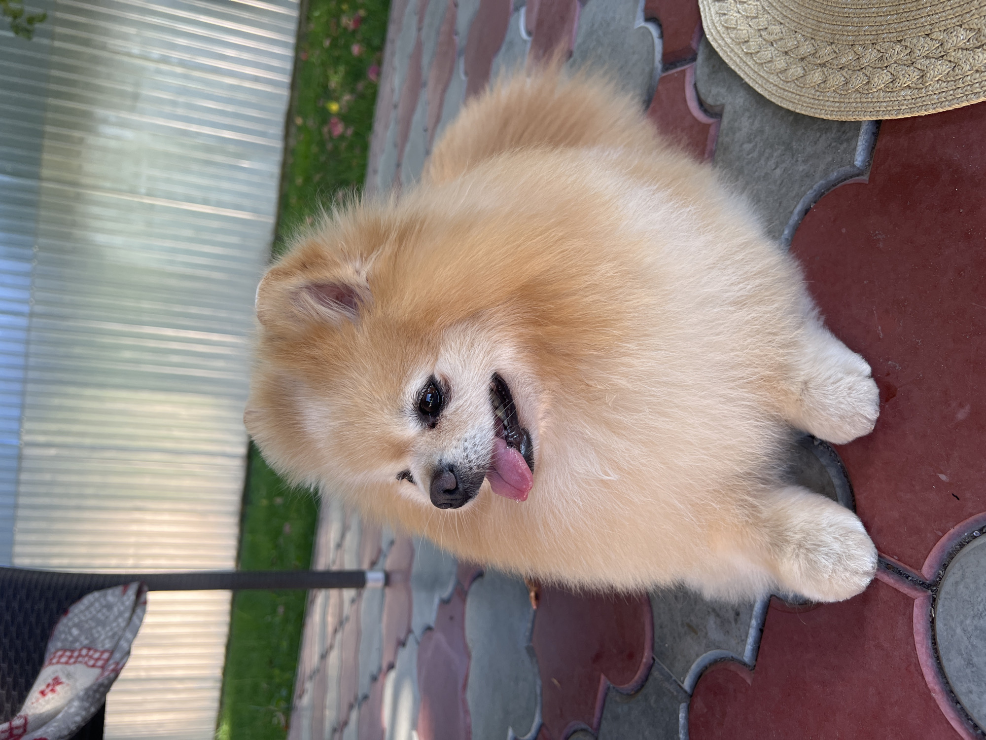 In Pysarivka, Ukraine, a fluffy, light-colored Pomeranian dog with its tongue out rests on a patterned paved patio. The dog is positioned in the center of the frame, facing left. Behind the dog, a green lawn is visible, bordered by a corrugated metal fence that runs horizontally across the background. To the left of the dog, part of a dark-colored chair with a patterned cushion is visible. A straw hat lies on the patio to the right of the dog. The overall lighting suggests an outdoor setting during the daytime.