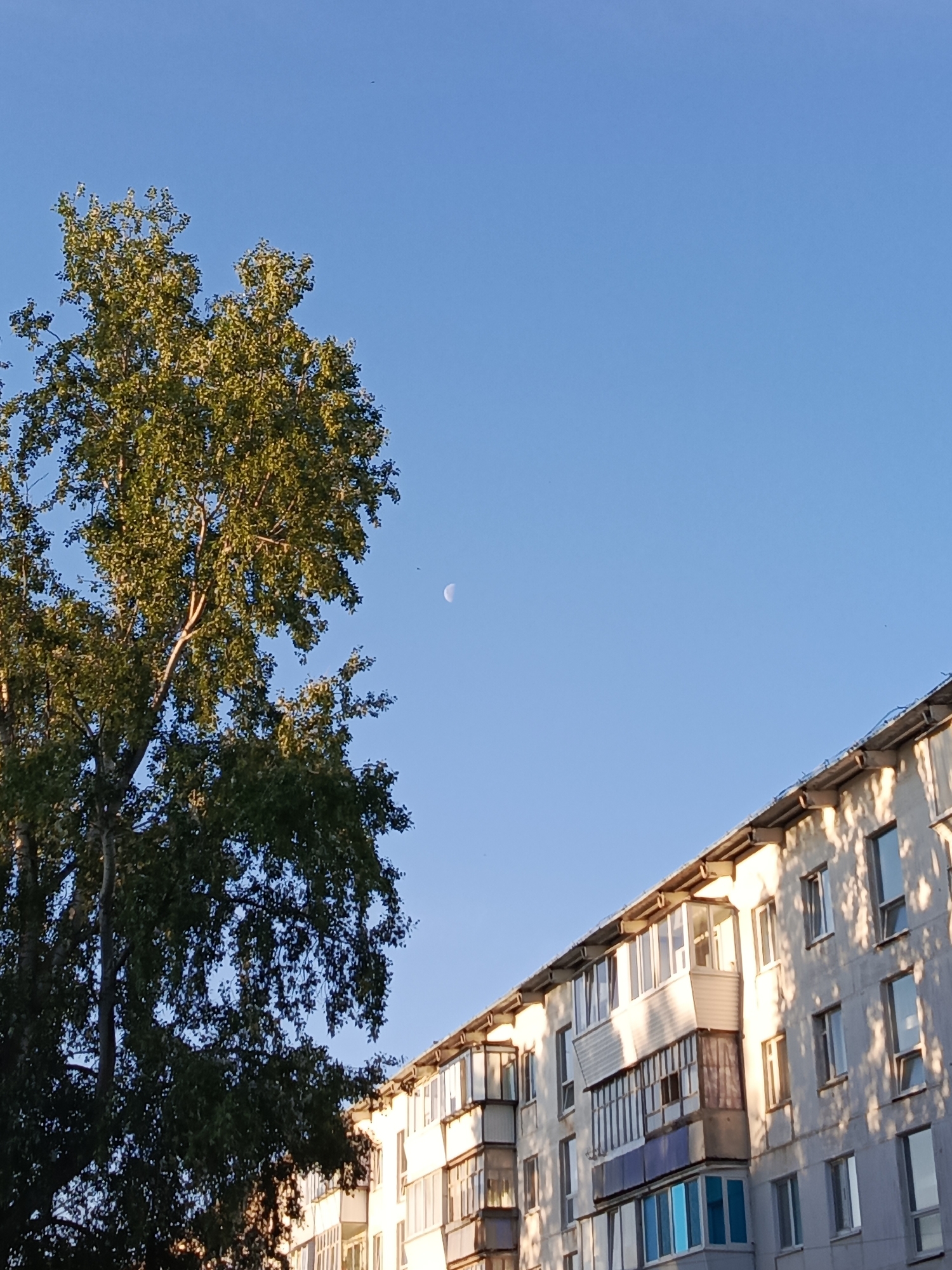 In Chaikovsky, Russia, a building with a light-colored facade and multiple windows and balconies is visible under a clear blue sky. A large tree with green foliage is positioned to the left of the building, partially obscuring its view. The moon is faintly visible in the upper portion of the sky. The scene appears to be an outdoor urban environment.
