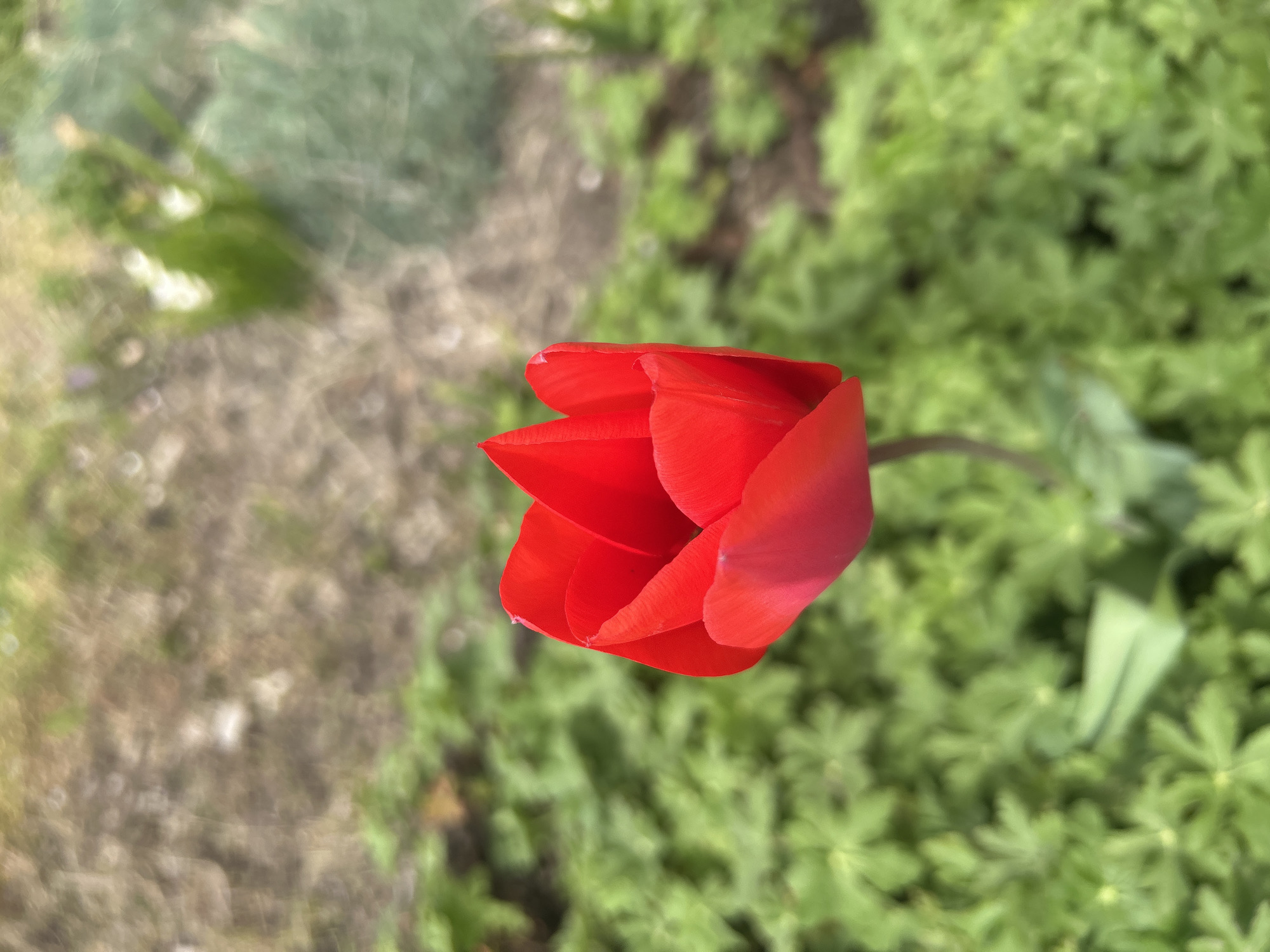 A red tulip flower is shown from above against a background of green plants and brown soil. The photo was taken in Unknown, Unknown. The tulip is in full bloom with petals that are sharply angled. The stem of the tulip is thin and green. The green plants in the background are low-growing and dense, obscuring the ground. The soil is visible in the upper left corner of the photo. There are no people or animals visible in the image.