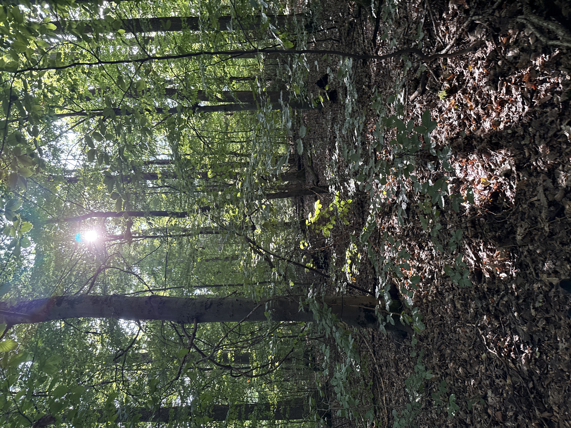 The image depicts a sun-dappled forest floor covered in fallen leaves and scattered twigs. Sunlight filters through the dense canopy of green leaves, creating patterns of light and shadow on the ground. Several tree trunks of varying thicknesses rise vertically through the scene, their bark textured and their branches interwoven with foliage. The environment appears to be a natural woodland area, likely in a temperate climate, given the deciduous trees and leaf litter. The image does not contain any discernible human subjects, actions, or interactions. The location is identified as being in Bad Sachsa, Germany.