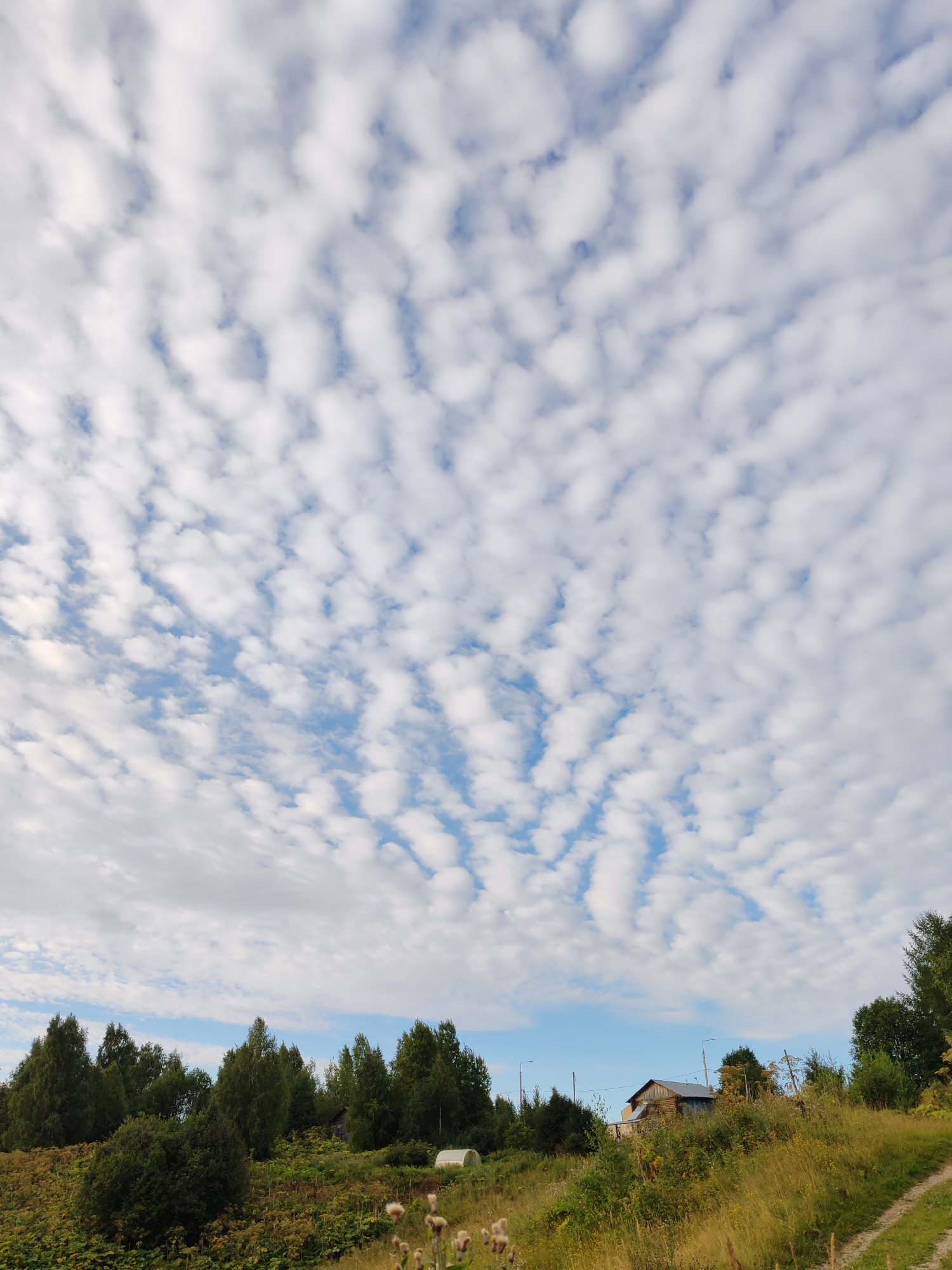 A rural landscape is depicted under a sky filled with mackerel sky clouds. The foreground features overgrown vegetation and a dirt path winding up a grassy hill. A small, weathered wooden building with a dark roof sits on the hillside, partially obscured by trees and foliage. A white plastic greenhouse structure is visible among the plants to the left of the building. The background consists of a dense line of green trees. The scene is characteristic of a summer day in the rural area of Chukhlem, Russia.