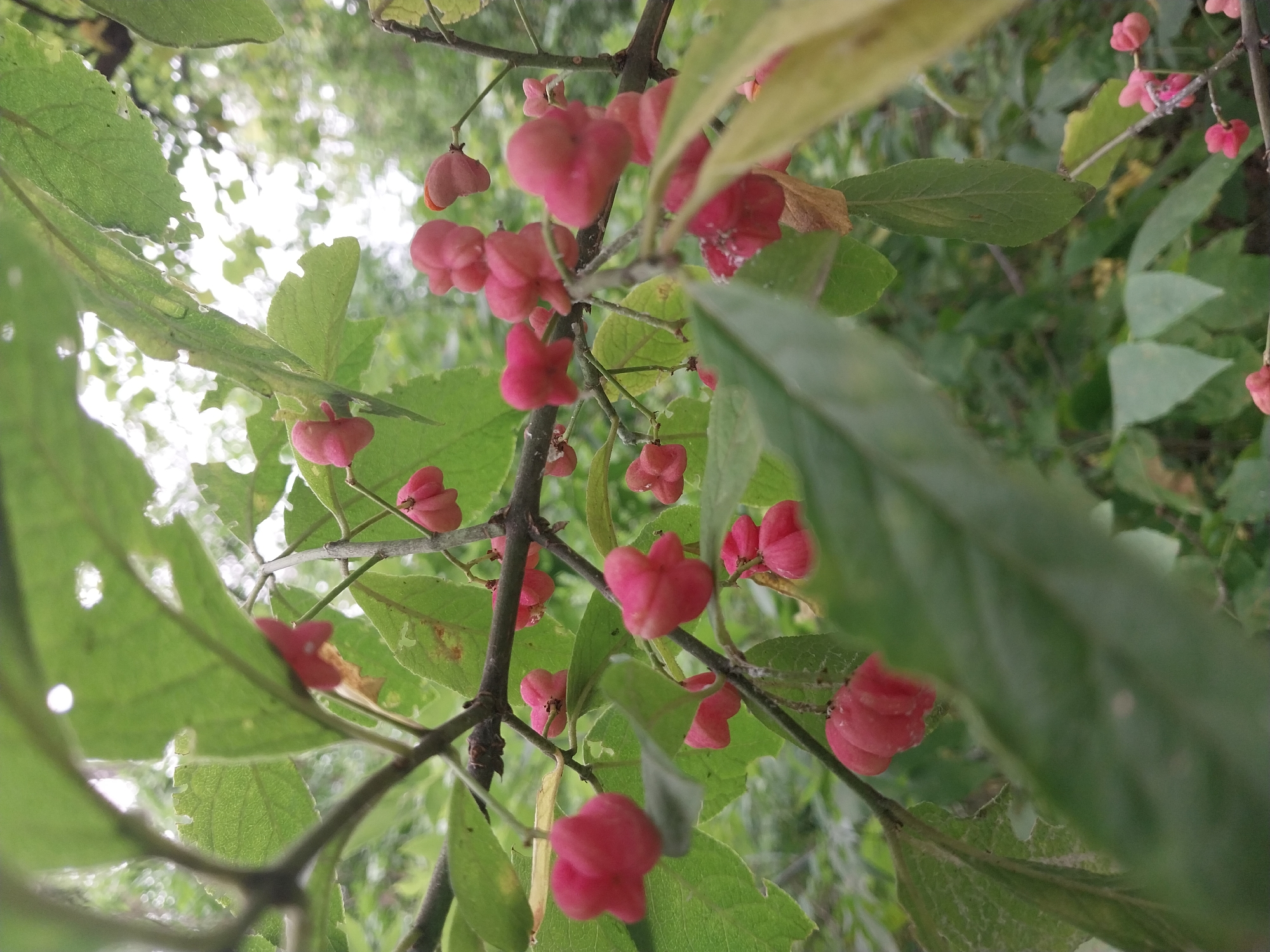 The image shows a close-up view of a branch laden with small, pink, capsule-like fruits, characteristic of a euonymus (spindle tree) species. The fruits are clustered along the branch, some appearing slightly opened, revealing hints of darker seeds within. The surrounding leaves are predominantly green, some showing signs of wear or damage, with a few yellowing or browning leaves also present. The background is softly blurred, depicting a dense foliage of green leaves and branches, suggesting an outdoor environment, possibly a park or garden. The lighting is natural, indicating daylight, with some areas of brightness suggesting sunlight filtering through the canopy. The overall impression is one of natural growth and the autumnal stage of plant life. The image does not contain any people, animals, or man-made structures that would allow for specific identification of a location within the city of Dnipro, Ukraine. The scene is tranquil and focuses entirely on the botanical details of the plant.