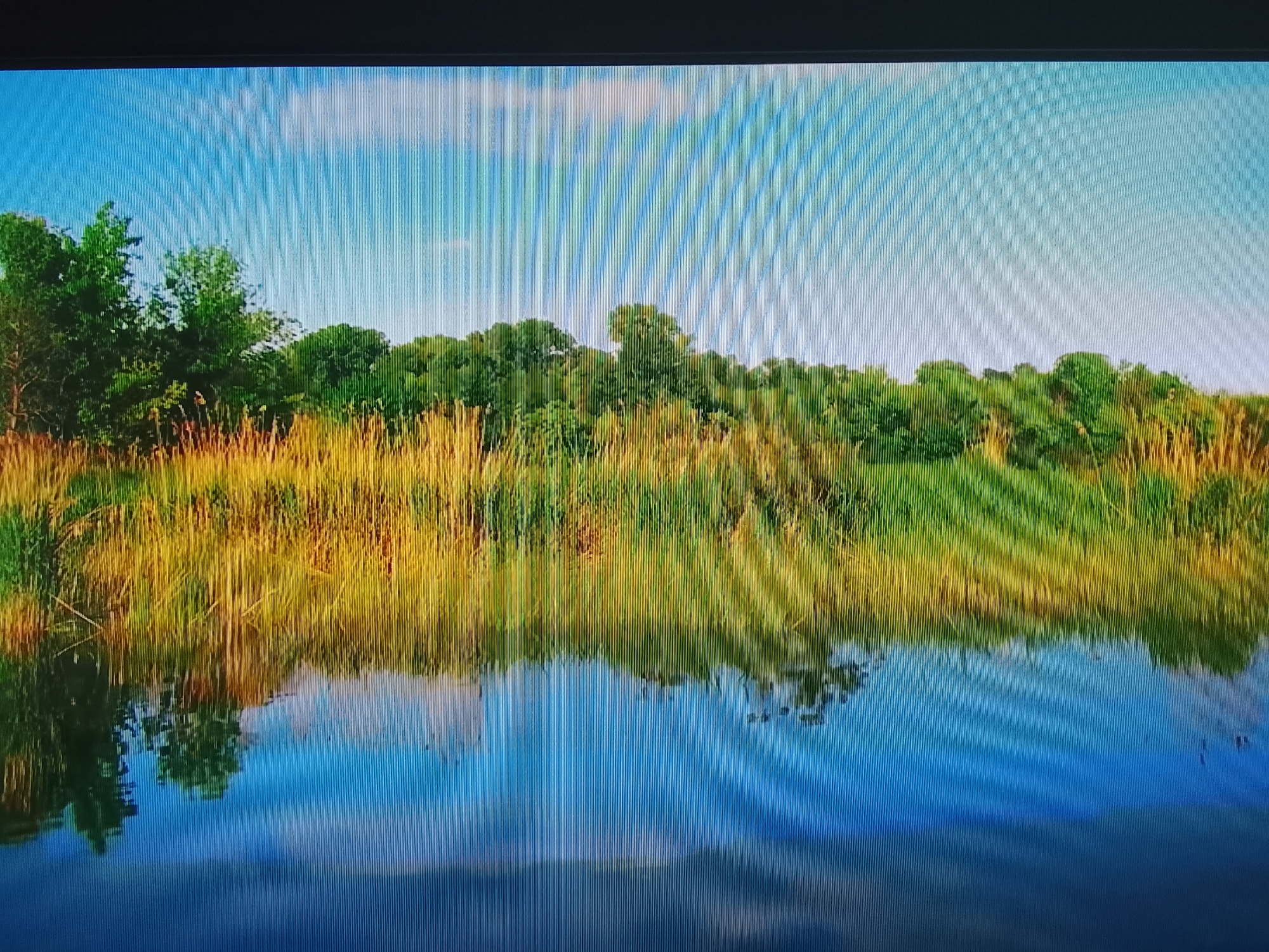 The image depicts a scenic natural landscape, likely a marsh or wetland area, with a body of calm water reflecting the sky and surrounding vegetation. The foreground is dominated by tall, golden-yellow reeds and grasses, transitioning to lush green foliage further back. A dense line of trees forms the horizon, with their reflections visible in the water. The sky is a clear blue with a few wispy white clouds, and the overall impression is one of tranquility and natural beauty. There are no people or man-made structures visible in the image, suggesting a remote or undeveloped natural setting.
The image is not specific to the city of Ivanovo, Russia, as there are no identifiable landmarks or contextual clues that would place it in that specific location. It is a generic landscape that could be found in many temperate regions with similar ecological features.