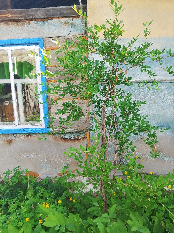In Изыхские Копи, Russia, a deciduous tree with vibrant green leaves stands in front of a weathered wooden structure. The structure's wall is a mix of peeling paint and bare wood, with a blue-trimmed window to the left. The ground is covered in lush green undergrowth, dotted with small yellow flowers. The overall scene depicts a rustic outdoor setting, likely in a rural or semi-rural area.