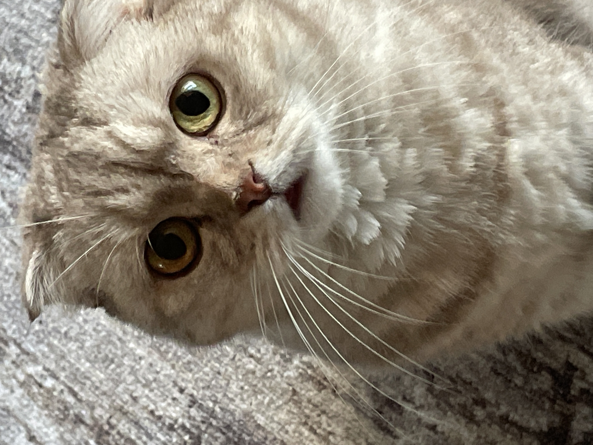 A close-up, head-on shot features a light-colored Scottish Fold cat with folded ears. The cat has distinct tabby markings and striking yellow-green eyes. Its pink nose is visible, and its mouth is slightly open, revealing a hint of red. The background is a textured, gray carpet.