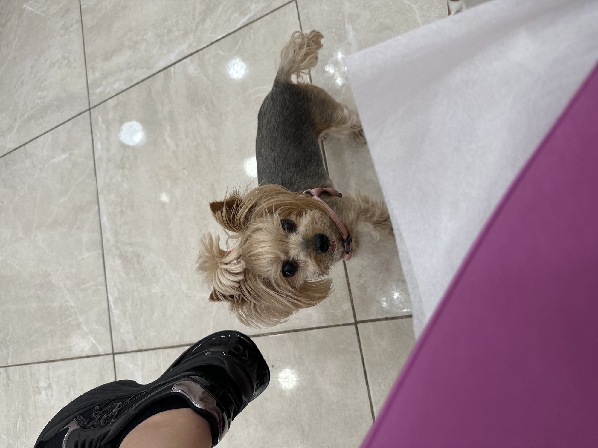 A high-angle shot captures a small, long-haired tan and gray Yorkie dog standing on a light beige tiled floor. The dog wears a pink collar and looks upwards towards the camera. To the left of the dog, a person's leg and a black, shiny sneaker are visible. To the right of the dog, there is a white piece of fabric and a portion of a pink object, possibly a piece of furniture or wall. The lighting is bright and the scene appears to be indoors. There is no indication of the location in Sofia, Bulgaria.