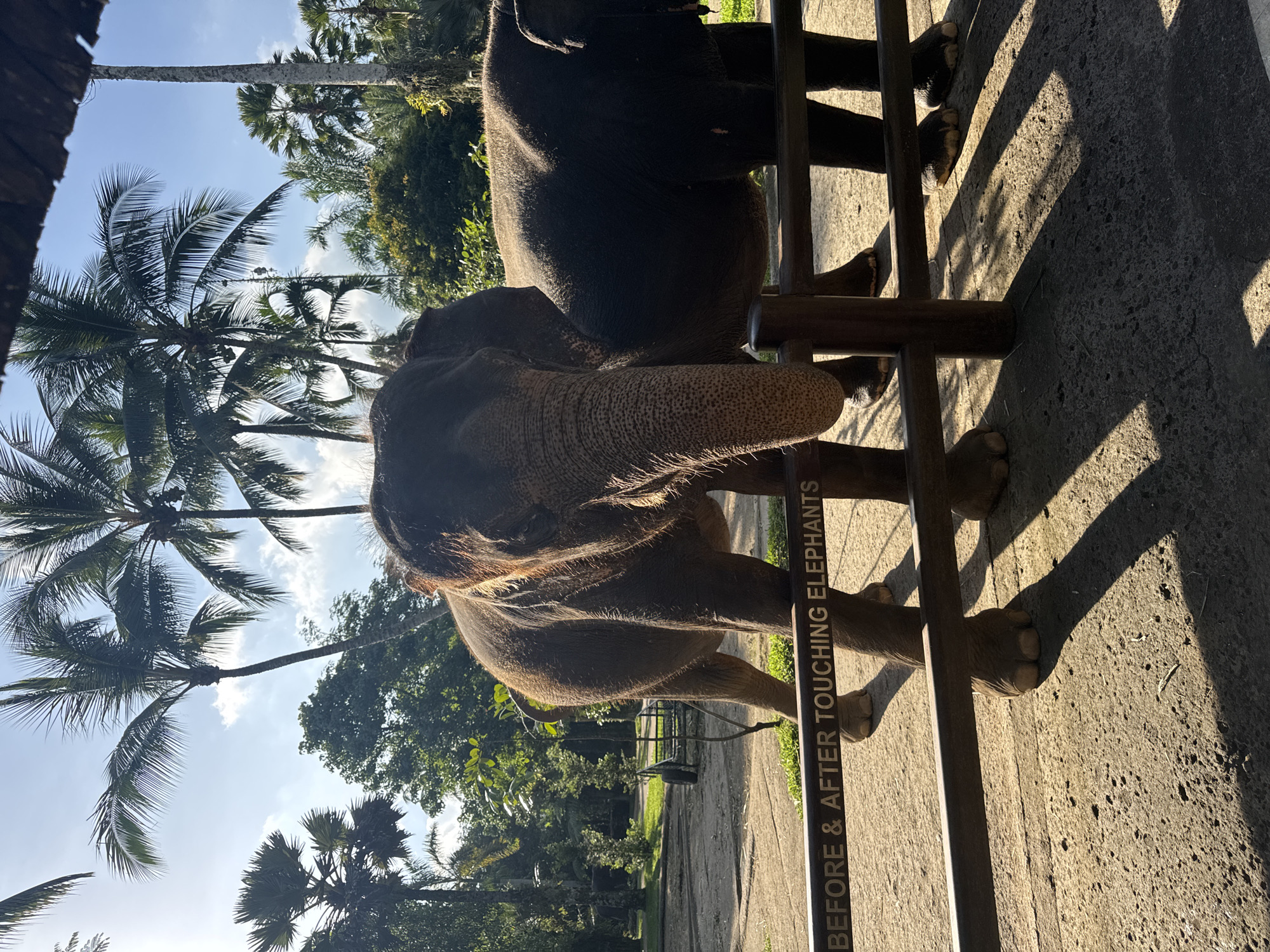 In Tegallalang, Indonesia, two elephants stand behind a railing with a sign stating "BEFORE & AFTER TOUCHING ELEPHANTS". The foreground shows the head and torso of one elephant, with a second elephant positioned behind it. The background features lush greenery, palm trees, and a blue sky with scattered clouds.