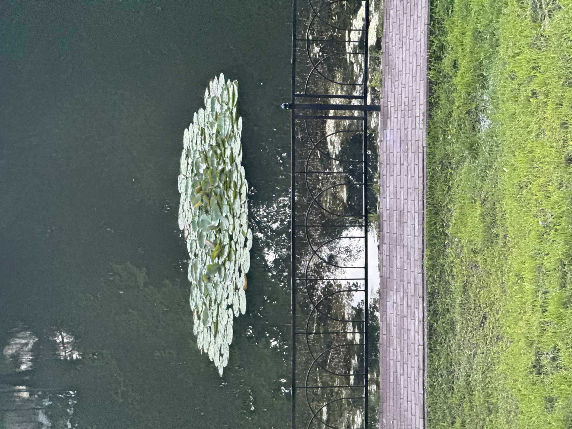 The image shows a body of dark water with a cluster of lily pads in the center. A black metal fence with arched panels runs horizontally across the middle ground, separating the water from a brick pathway. Beyond the pathway, a patch of green grass with some bare patches and puddles occupies the foreground. The overall scene is devoid of people and appears to be an outdoor public space, possibly a park, although no specific Moscow location is identifiable from the visual information. The lighting suggests it is daytime.
