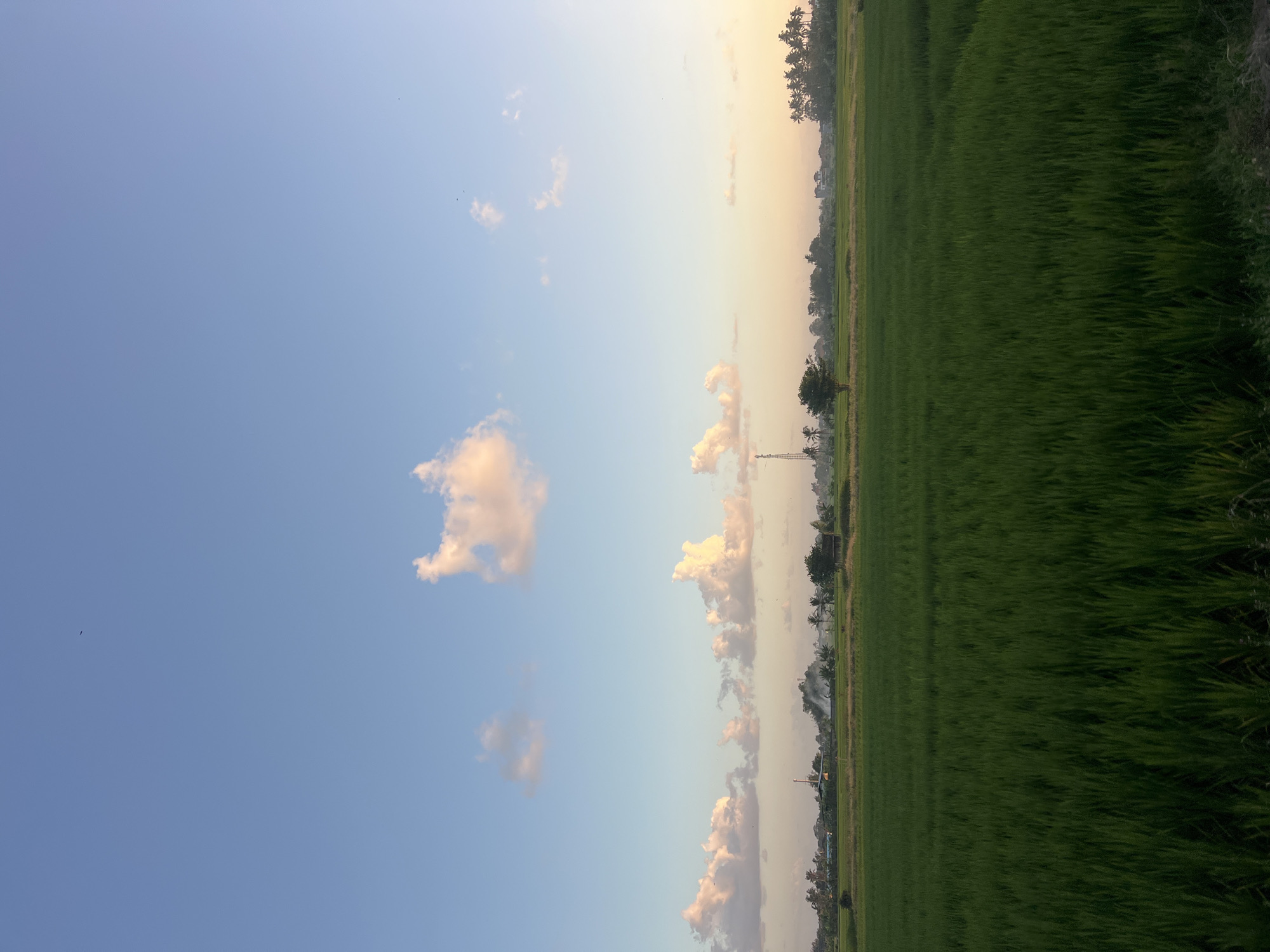 The image depicts a wide expanse of lush green rice fields under a clear blue sky transitioning to a soft orange hue near the horizon. Scattered, fluffy white and pink clouds drift across the sky. In the distance, a line of trees, palm trees, and some buildings are visible, suggesting a rural or semi-urban landscape. A tall communication tower stands prominently amidst the distant scenery. The foreground is dominated by the dense, verdant stalks of the rice crop. The overall impression is one of a peaceful rural setting at dusk or dawn. Based on the characteristic scenery, this could be a typical rice paddy field in a rural area of Kediri, Indonesia.