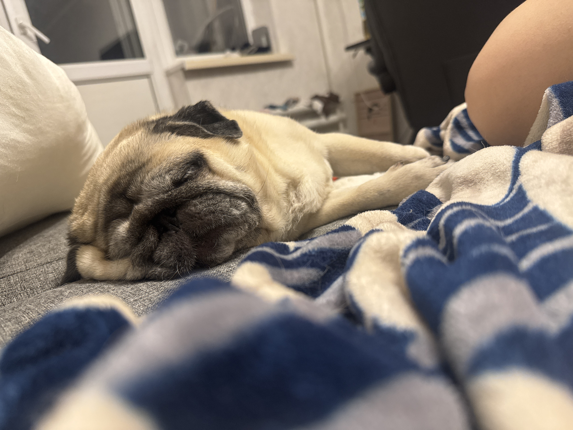 An adult pug dog is sleeping soundly on a gray sofa. The pug's fur is fawn-colored with black markings on its face and ears. It is lying on its side, with its head resting on a plush, blue and white striped blanket. Another part of the blanket is draped over a person's lap, partially obscuring it. In the background, a window with white blinds is visible, and a shelf with some objects is mounted on the wall. The lighting in the scene is dim, suggesting it is indoors, likely in a residential setting in Bishkek City, Kyrgyzstan. The overall atmosphere is one of peaceful repose.
