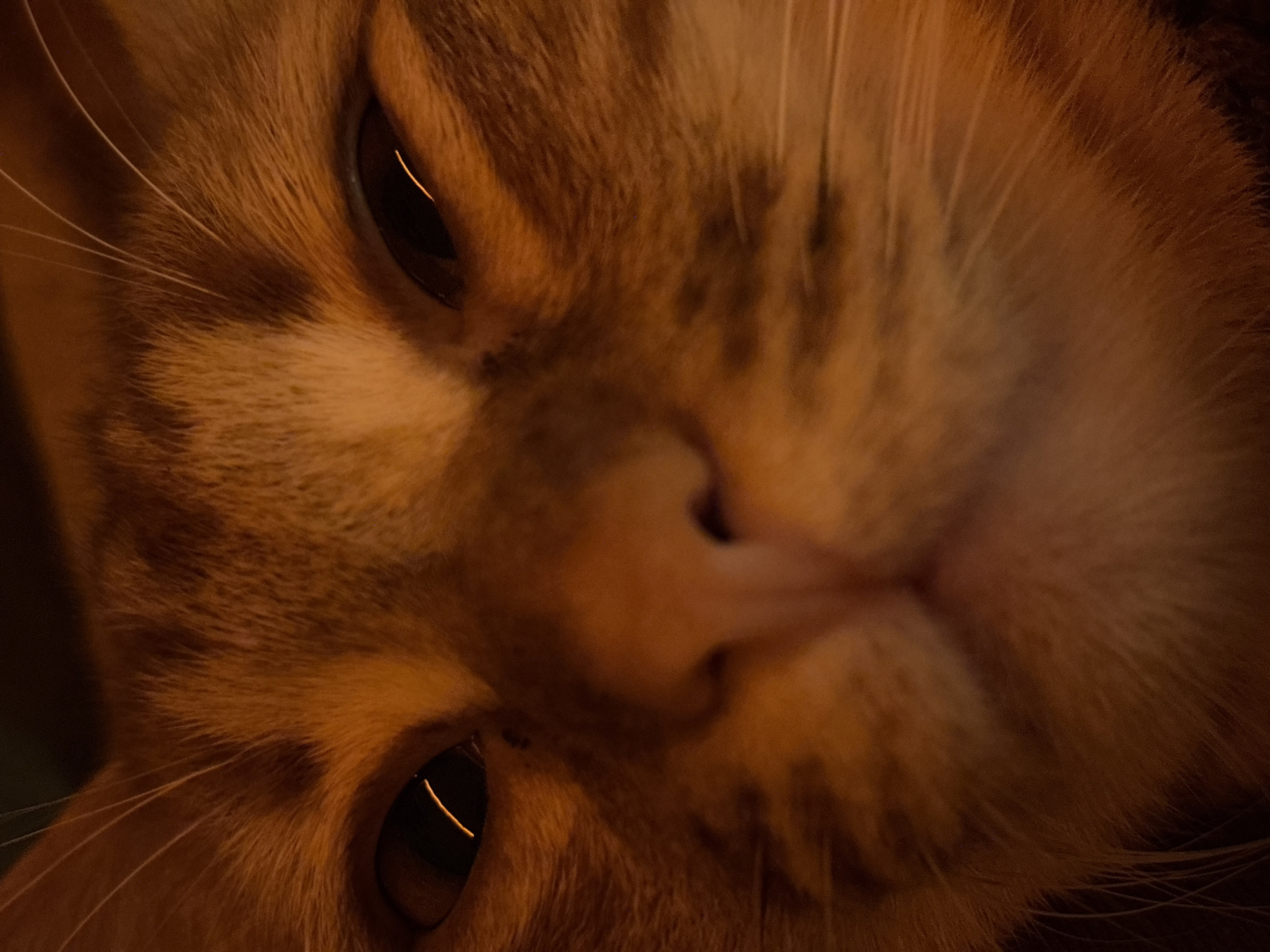 A close-up, rotated view of an orange tabby cat's face. The cat's eyes are dark with light reflections, and its whiskers are visible. The nose and mouth are prominent. The fur is textured. The lighting is warm, creating shadows and highlighting the fur's details. The image appears to have a dark background. There is no indication of a location in Natukhayevskaya, Russia.