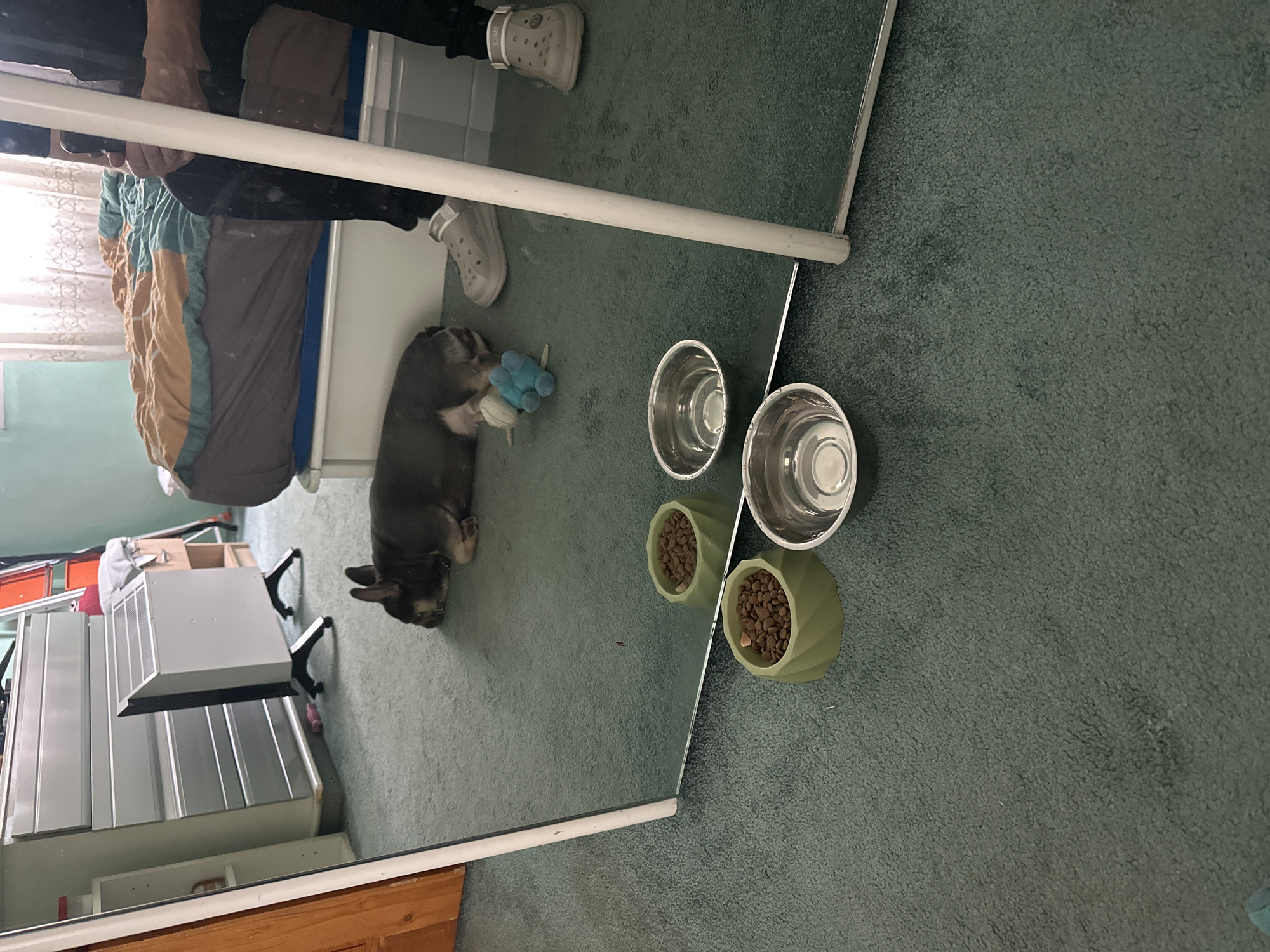 The image depicts a room, likely a bedroom, seen through a mirror's reflection. A dog is lying on the carpeted floor next to a blue toy. Two stainless steel bowls and two light green bowls, one partially filled with dog food, sit nearby. In the mirror's reflection, a bed with a colorful blanket is visible. The reflection also includes a person wearing black pants and light colored Crocs. A white dresser and some storage shelves are to the side.