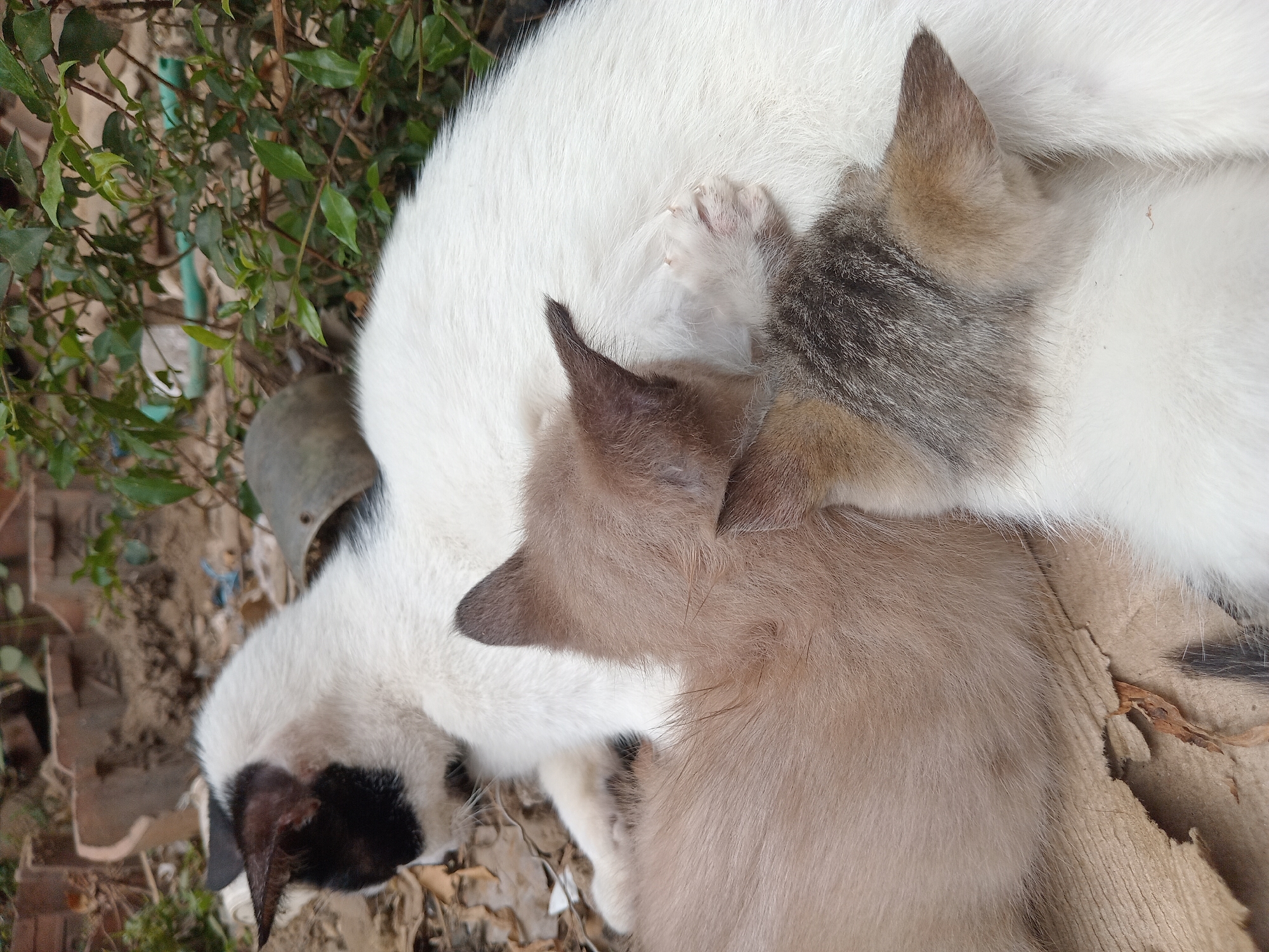 The image shows a mother cat with white fur and black markings on her head lying down, with three kittens snuggled against her. One kitten is light brown, and the other two have tabby markings with white. The cats are resting on the ground amidst dry leaves and debris. In the background, there are some scattered bricks, a metal object, and green foliage. The scene appears to be outdoors, possibly in a yard or alleyway in Claket, Indonesia, given the natural and somewhat unkempt environment. There are no people present.