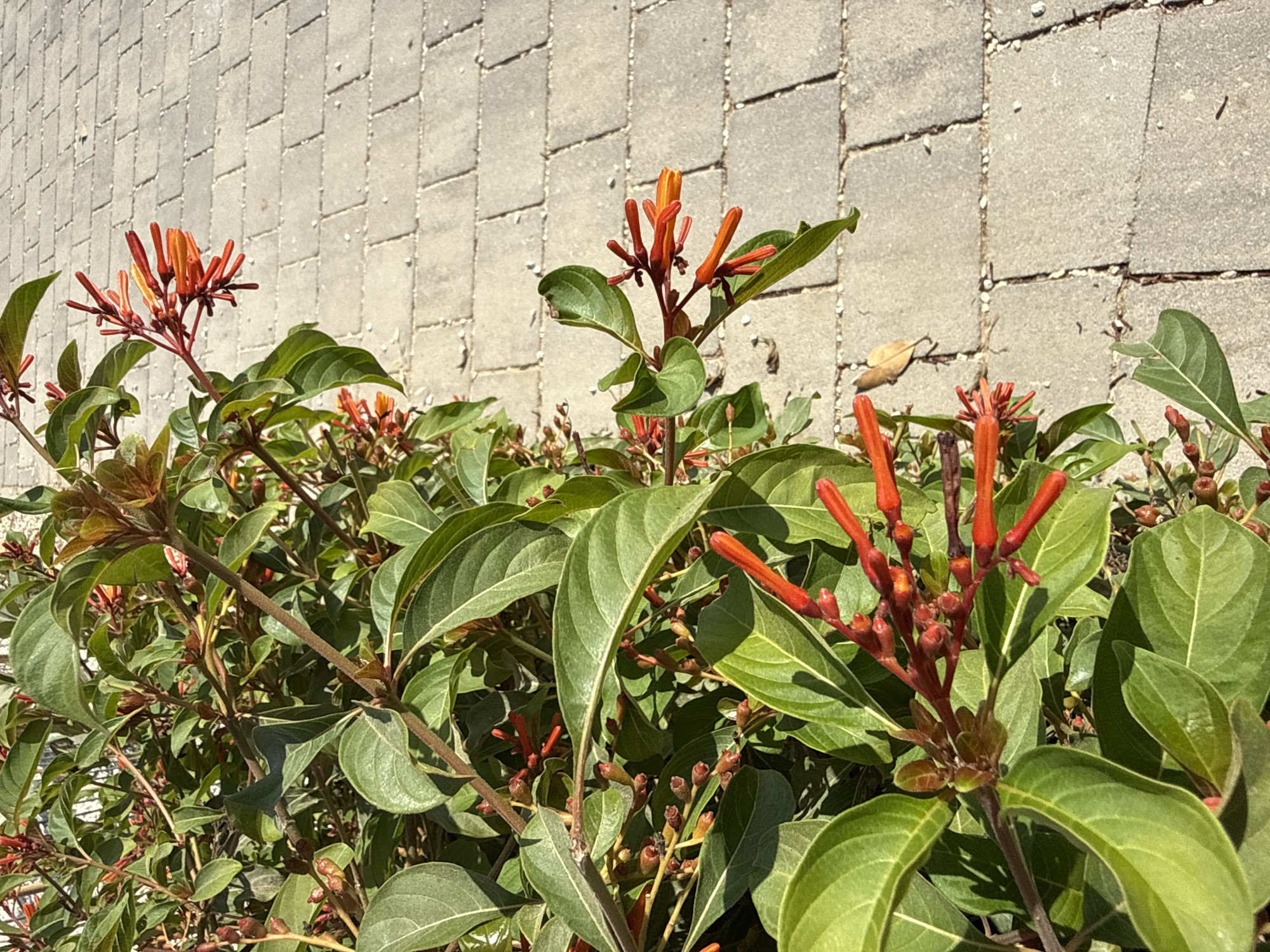 A close-up, eye-level shot features a flowering plant with vibrant orange and red tubular blossoms and lush green leaves. The plant is situated next to a pathway paved with light gray rectangular stones, typical of urban landscaping in a city like Lod, Israel. The sun casts shadows, suggesting a bright, daytime setting. There are no people or animals visible in the frame, and the focus is entirely on the natural elements juxtaposed with the man-made pathway.