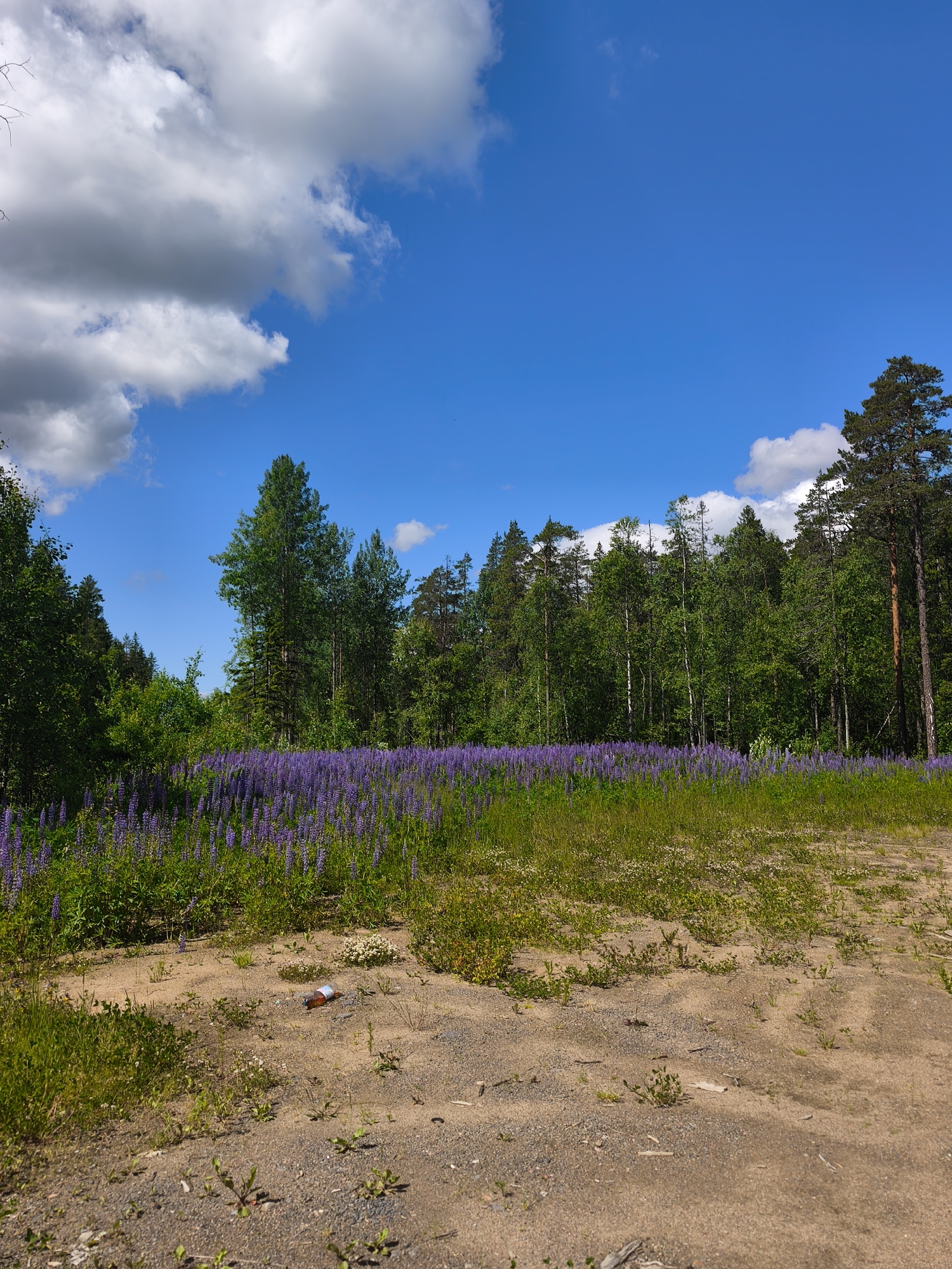 A wide shot captures a field of vibrant purple lupine flowers stretching across a meadow, bordering a dense forest of green trees. The sky above is a clear, bright blue, dotted with fluffy white clouds. The foreground is a sandy, dirt path with sparse green vegetation and some scattered debris, including a discarded plastic bottle. The scene appears to be an outdoor natural landscape.