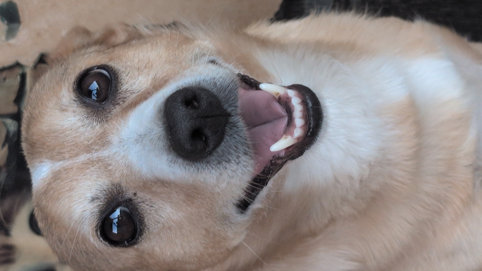 A close-up, vertical, eye-level shot shows the face of a light brown and white dog. The dog's mouth is open, revealing its pink tongue and white teeth. Its dark brown eyes are looking directly at the camera. The background is blurred, with hints of brown and black. The scene is indoors, likely in a home environment, and there are no specific landmarks visible to indicate a location within Izmail, Ukraine.